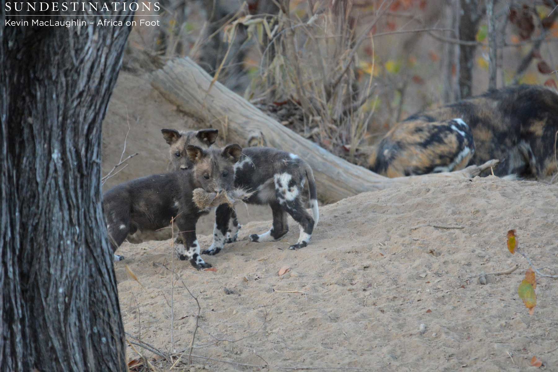 Africa on Foot Wild Dog Pups
