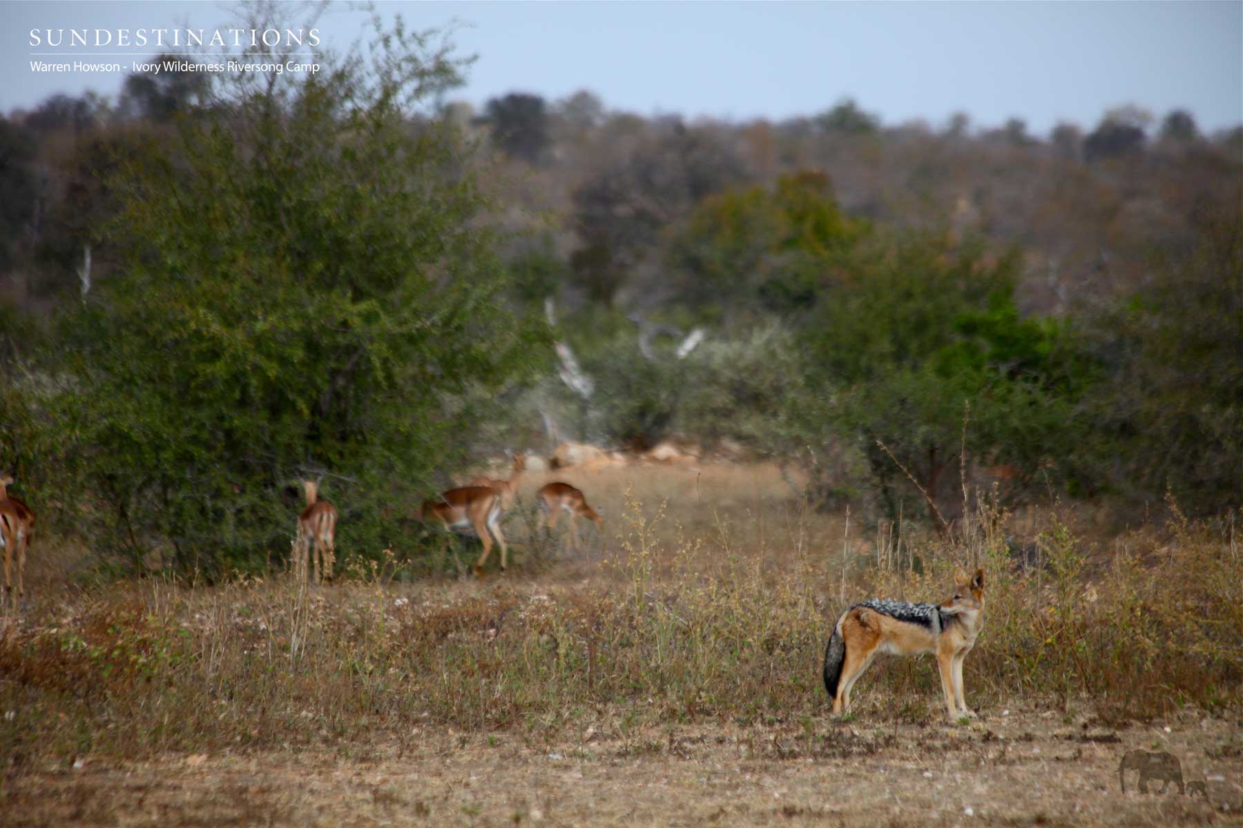 Ivory Wilderness Blackbacked Jackal Ivory Wilderness Blackbacked Jackal