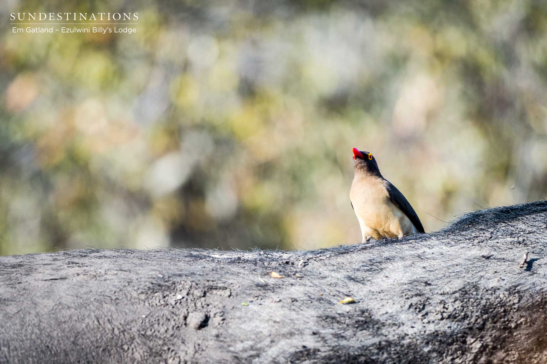 Buffalo with Oxpecker Buffalo with Oxpecker