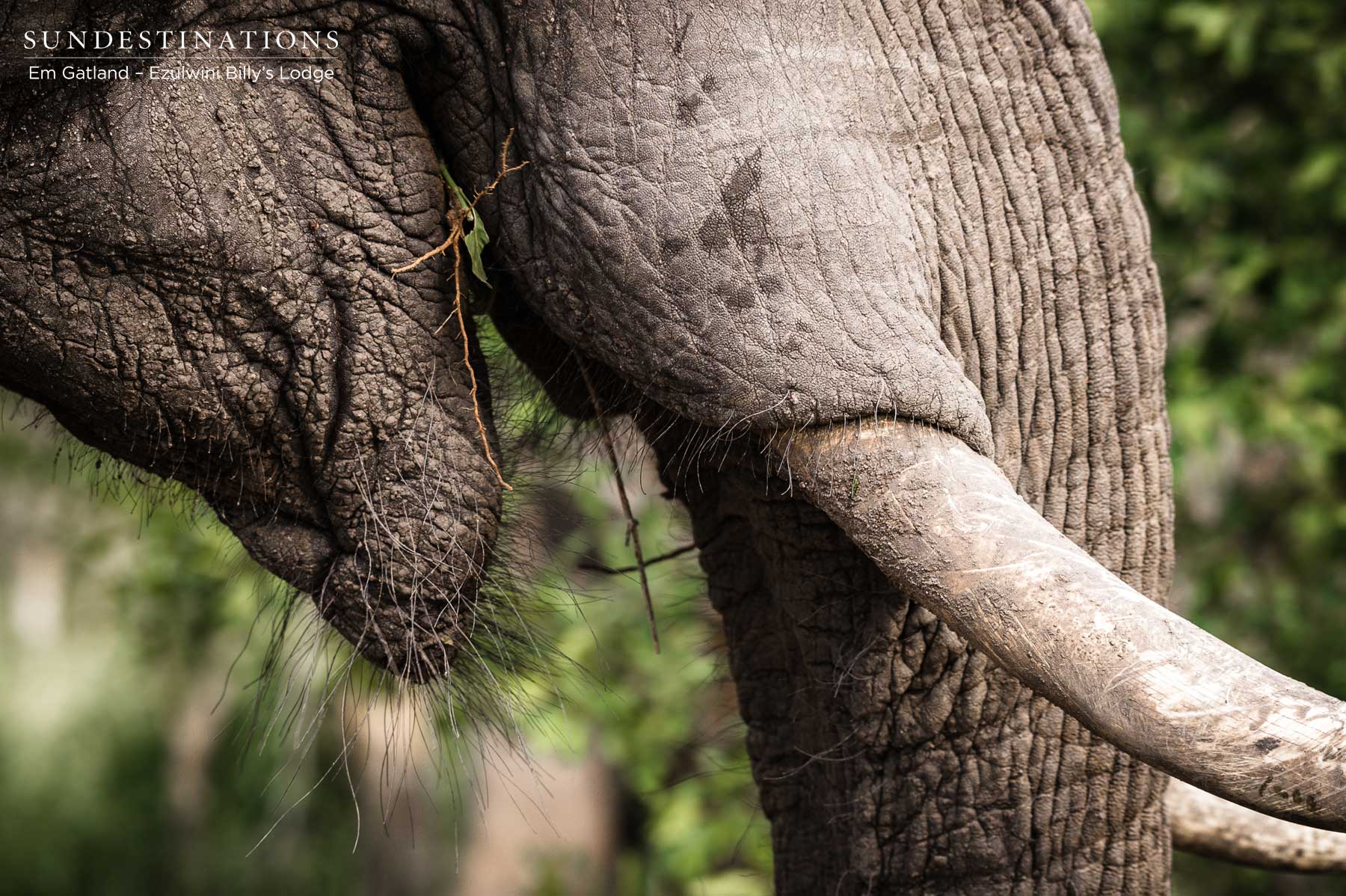 Ezulwini Elephant