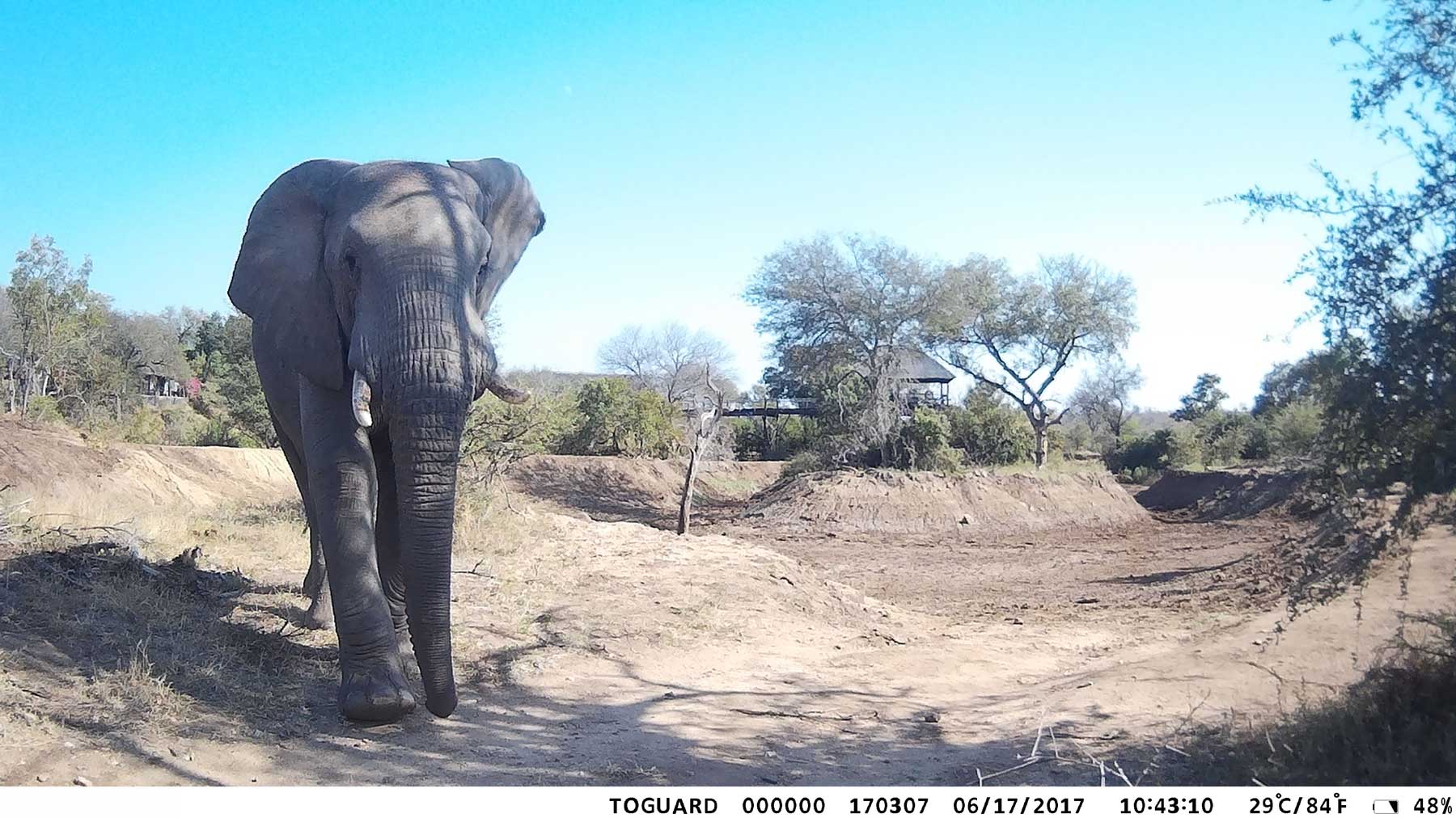 Ezulwini Elephant Balule Ezulwini Elephant Balule