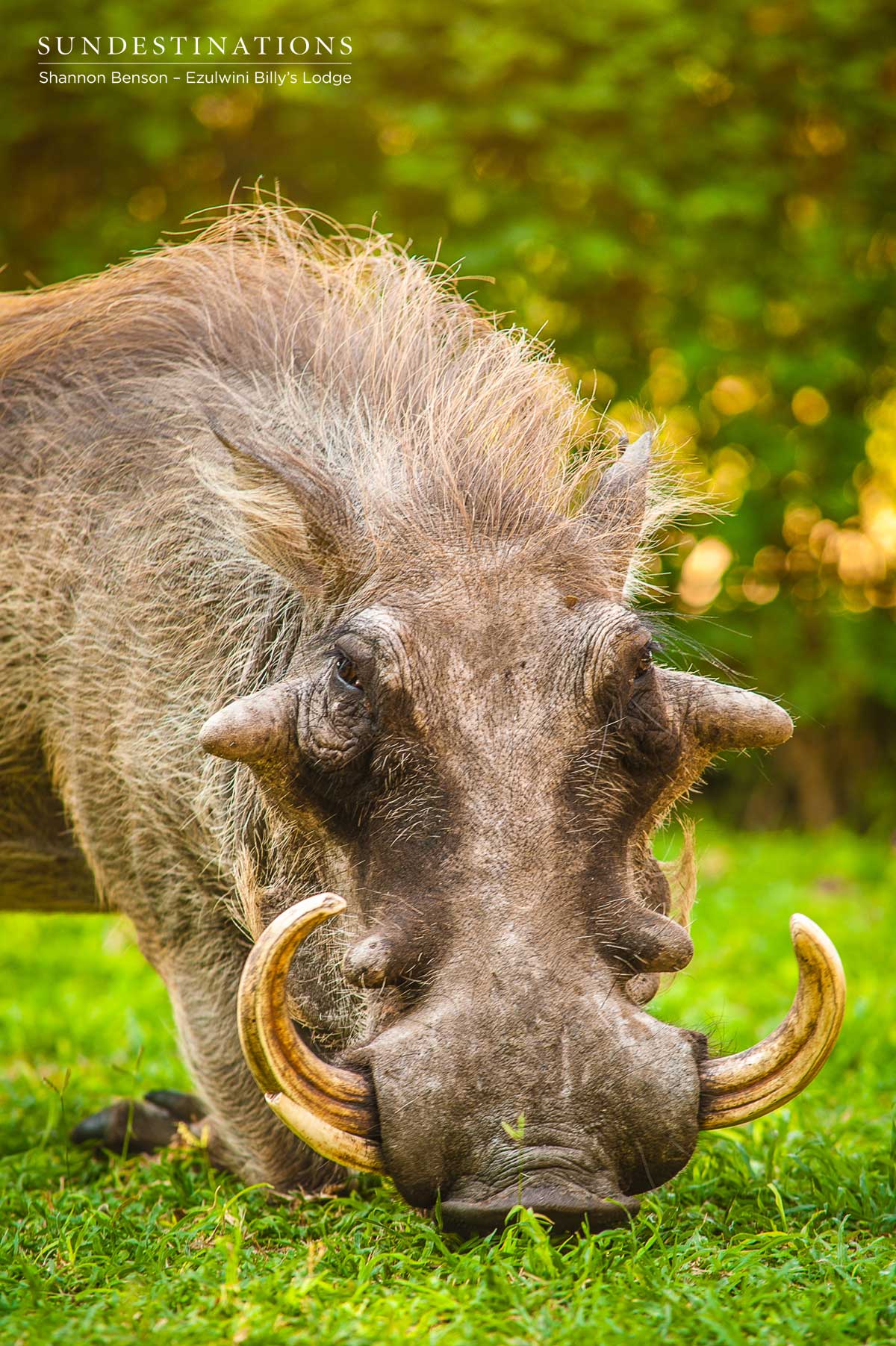 Warthog Ezulwini