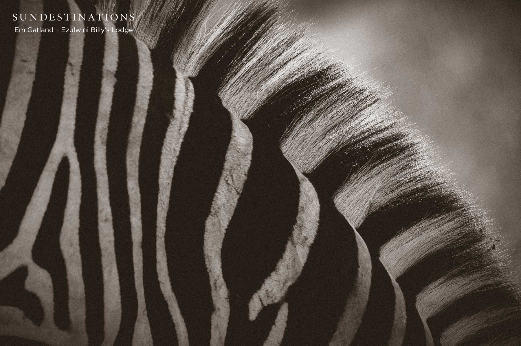 Zebra Ezulwini