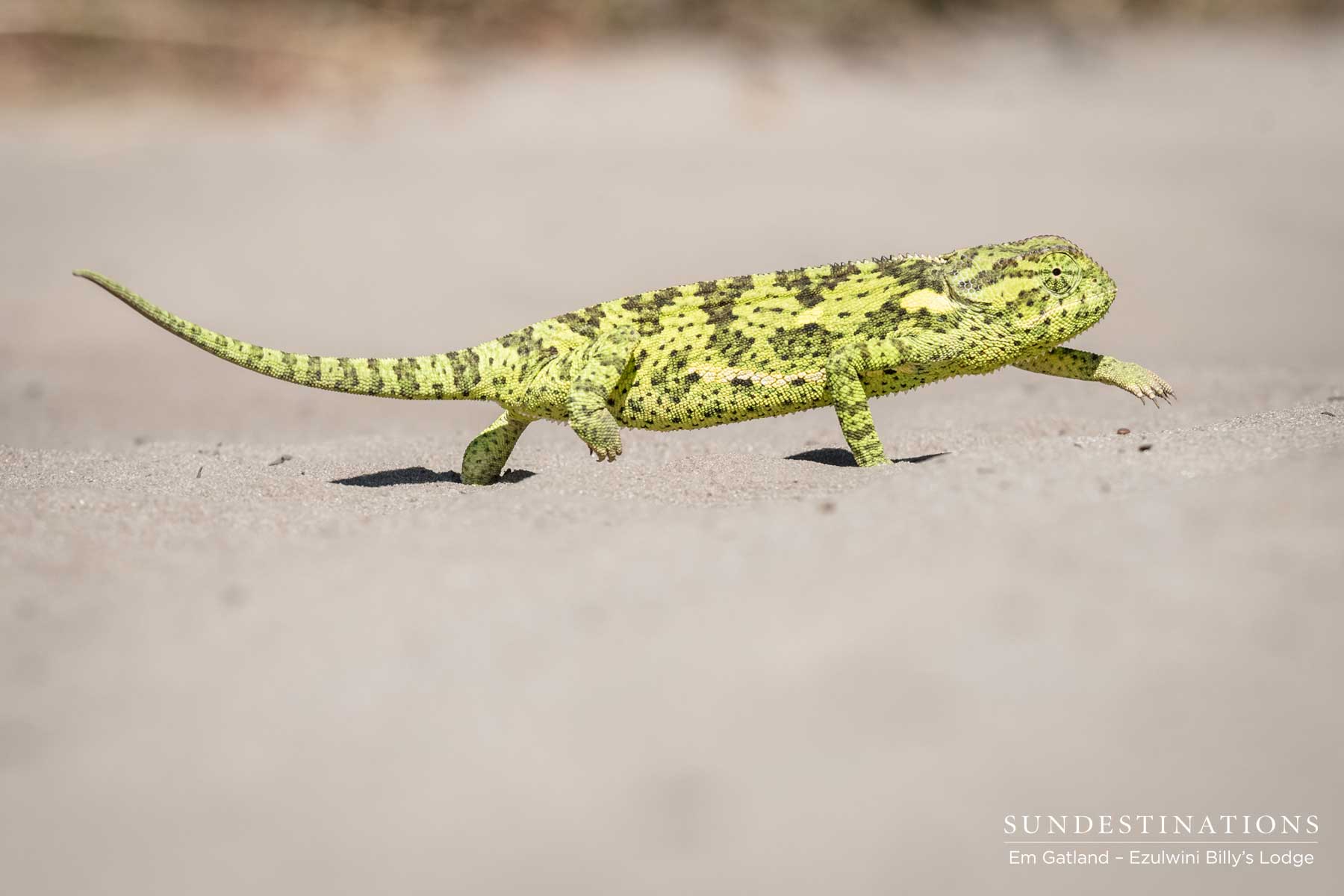 Ezulwini Chameleon