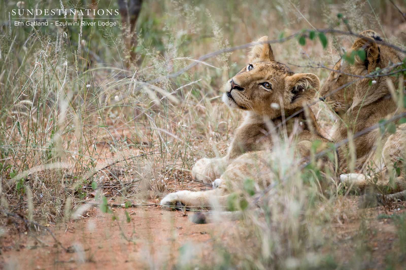 Ezulwini Lion Cubs