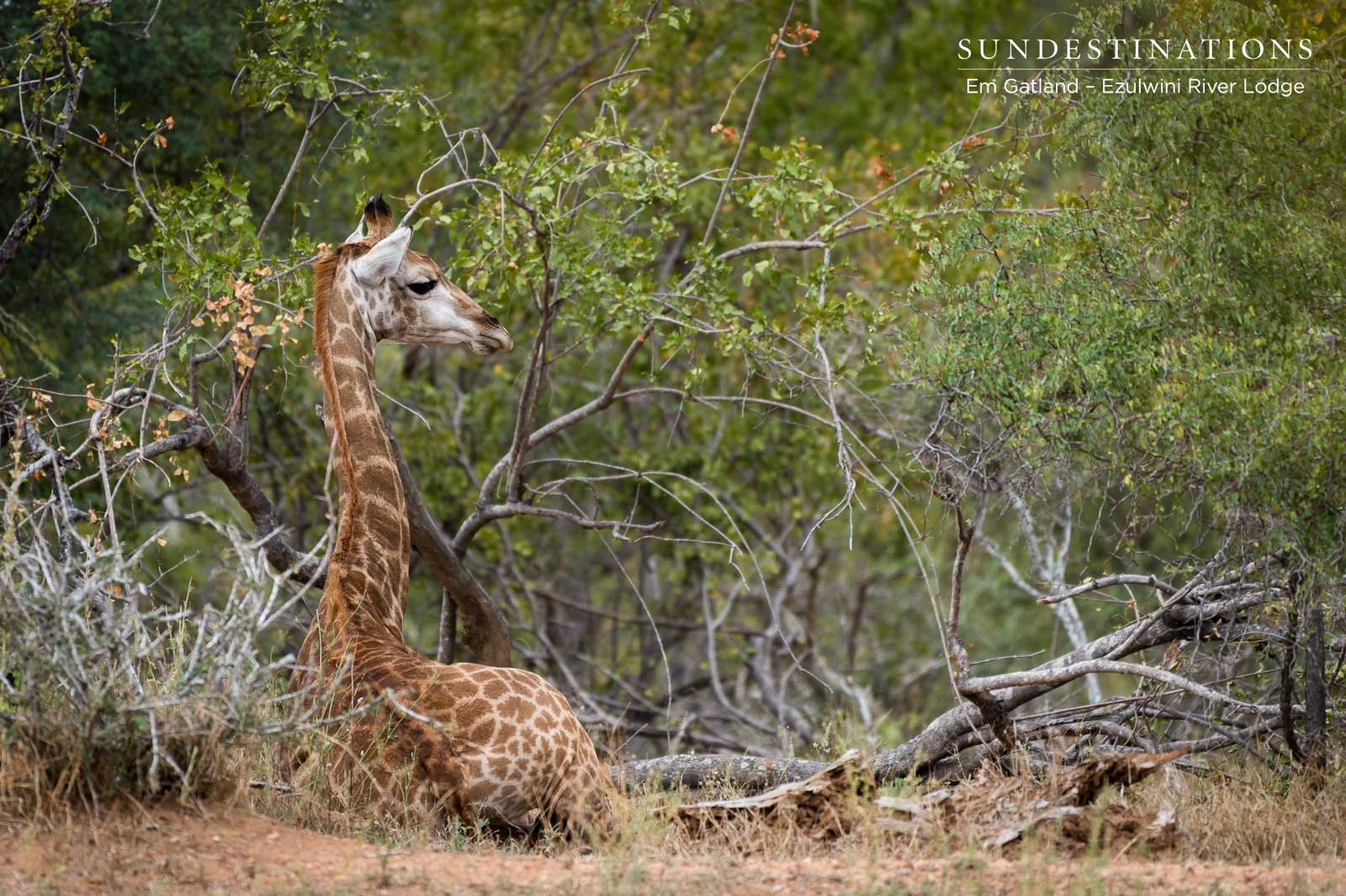 Giraffe Calf