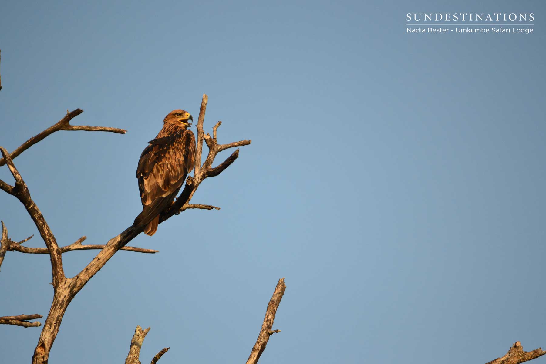 Bird of Prey 
