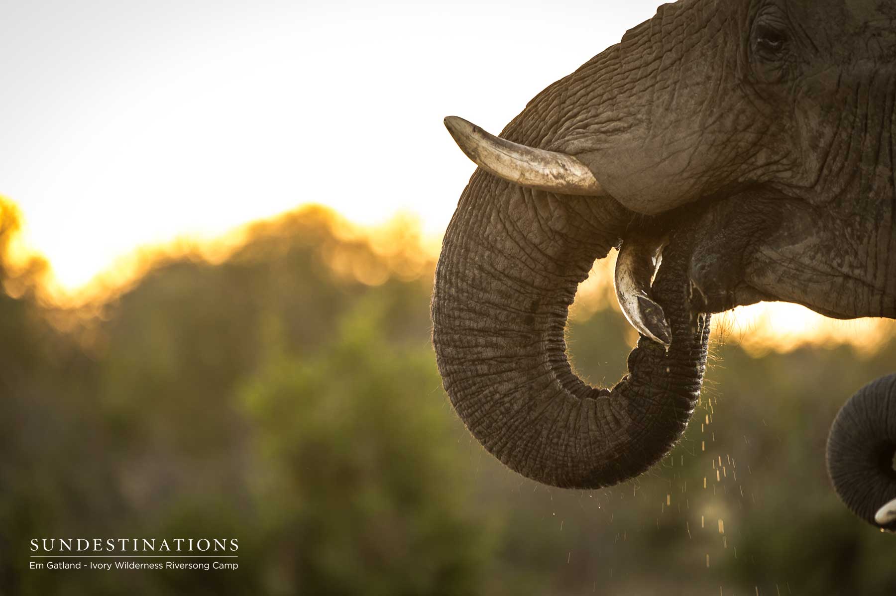 Elephant Tusker Ezulwini