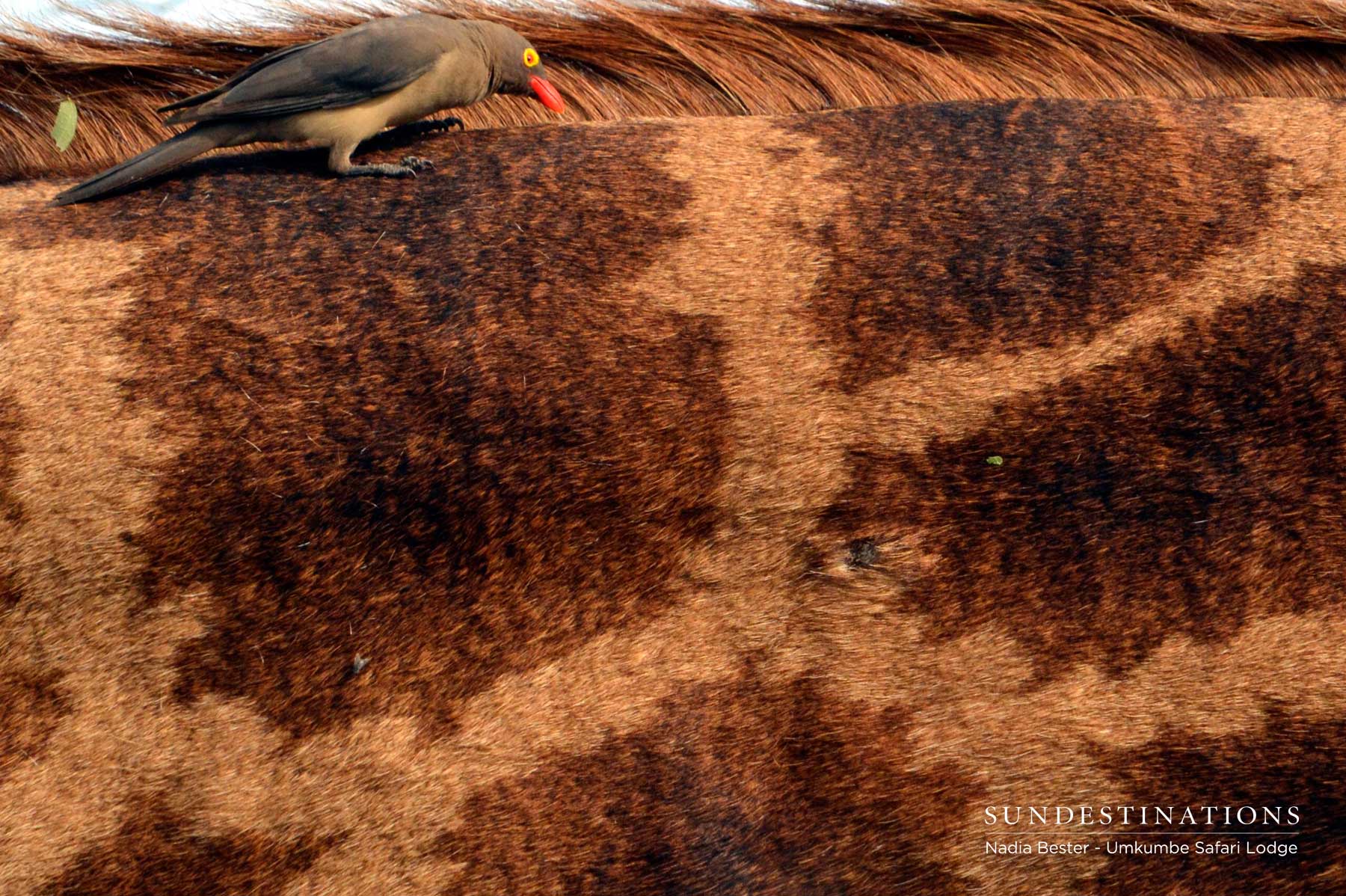 Oxpecker on Giraffe