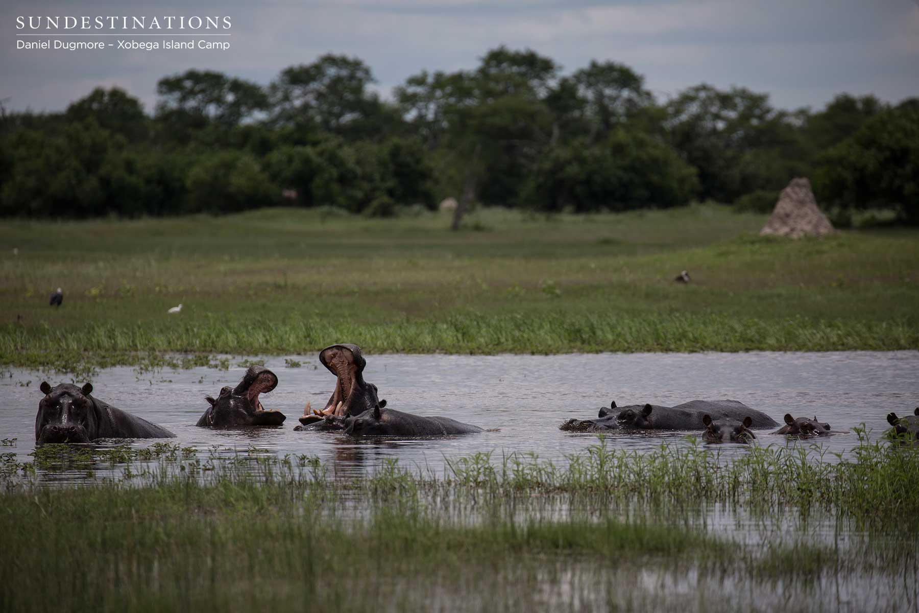 Hippos at Xobega