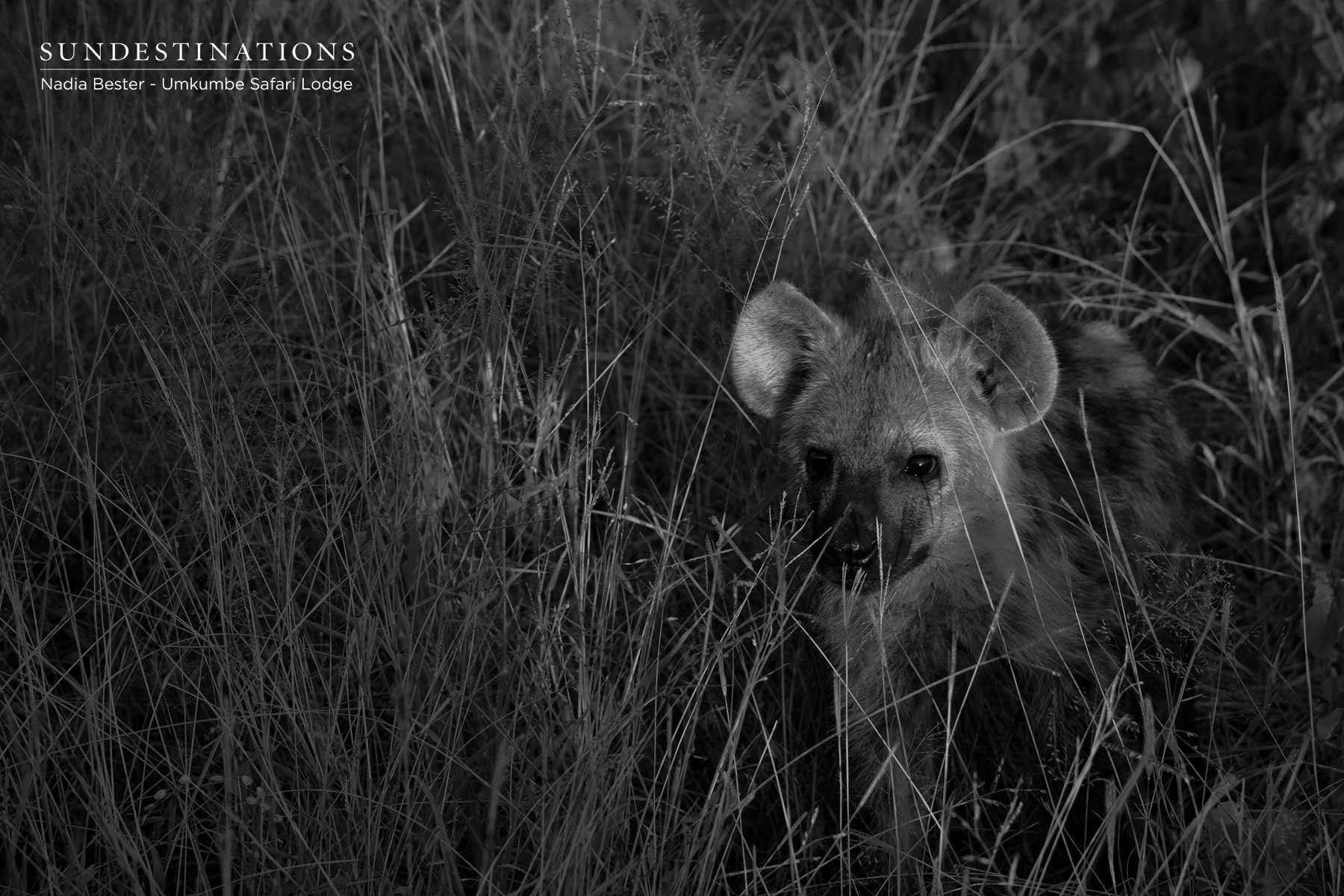 Hyena Cub in Klaserie