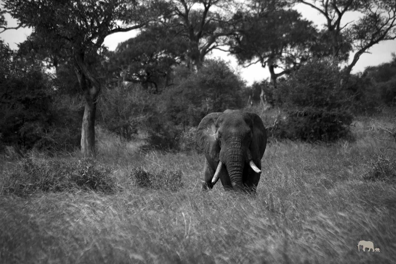 Elephant Bull Klaserie