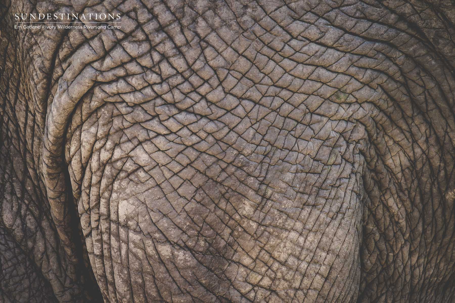 Elephant Hide
