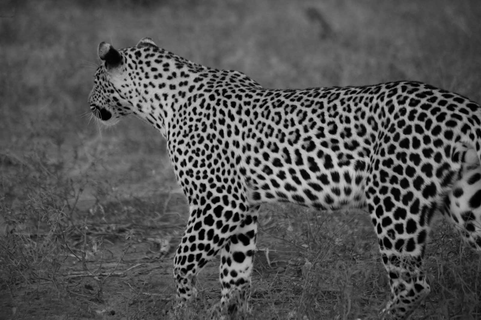 Ivory Wilderness Riversong Camp Leopard