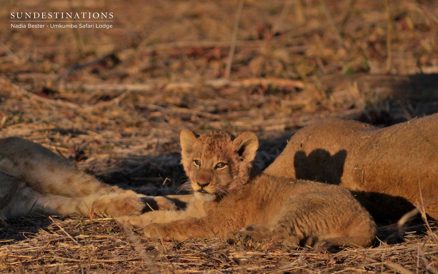 Lion Cub Umkumbe