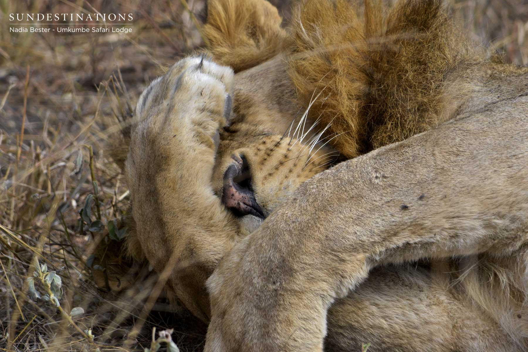 Lions at Umkumbe Lions at Umkumbe
