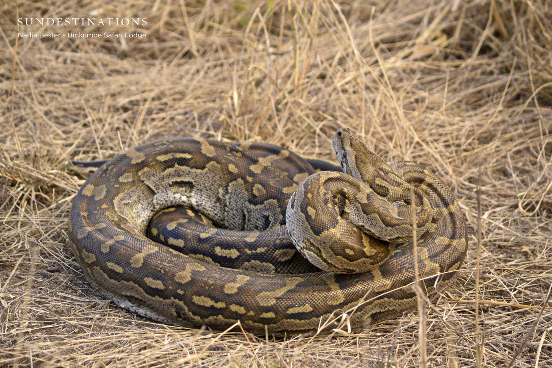 Rock Python Rock Python