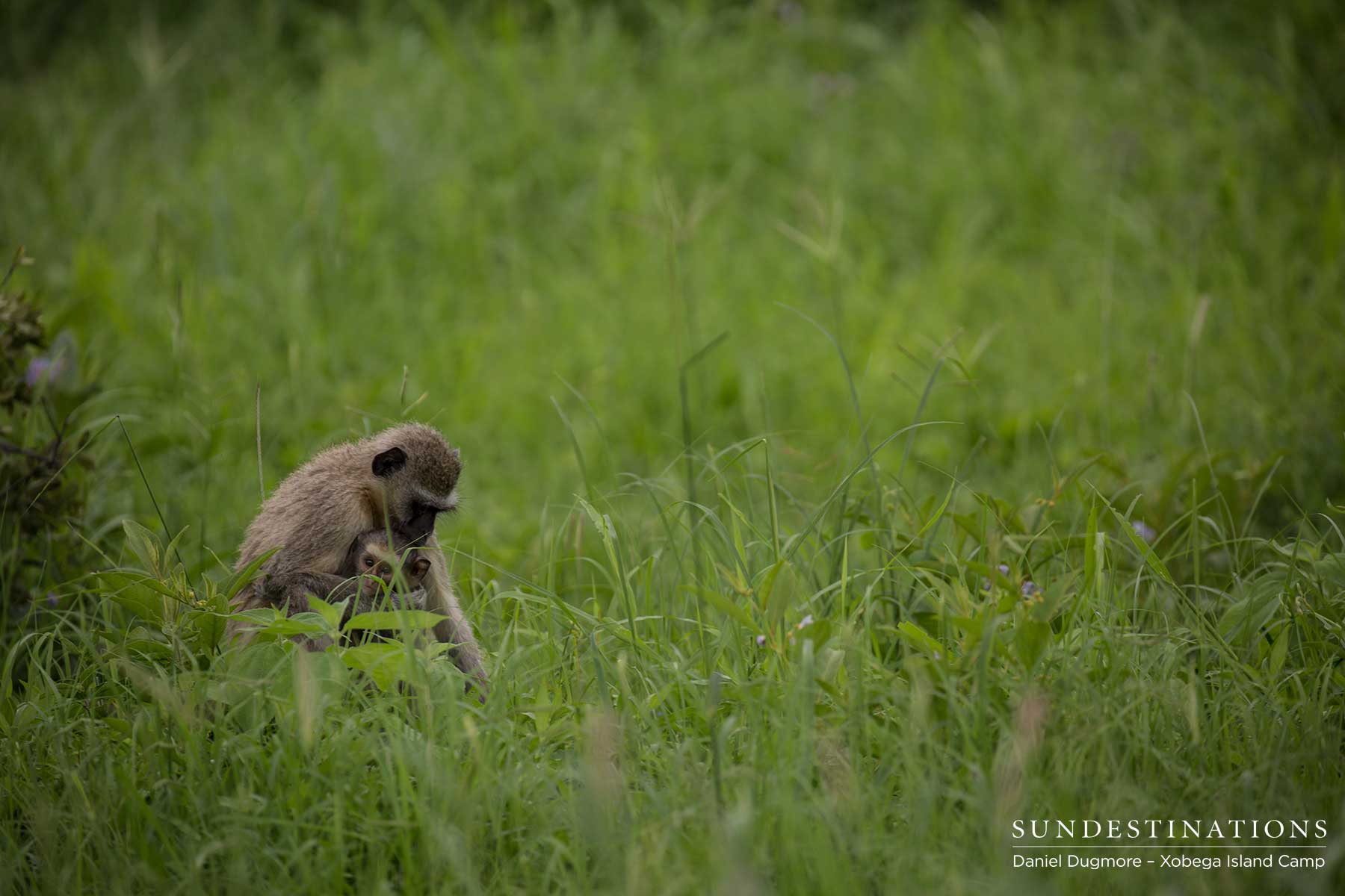 Vervet Monkey Xobega