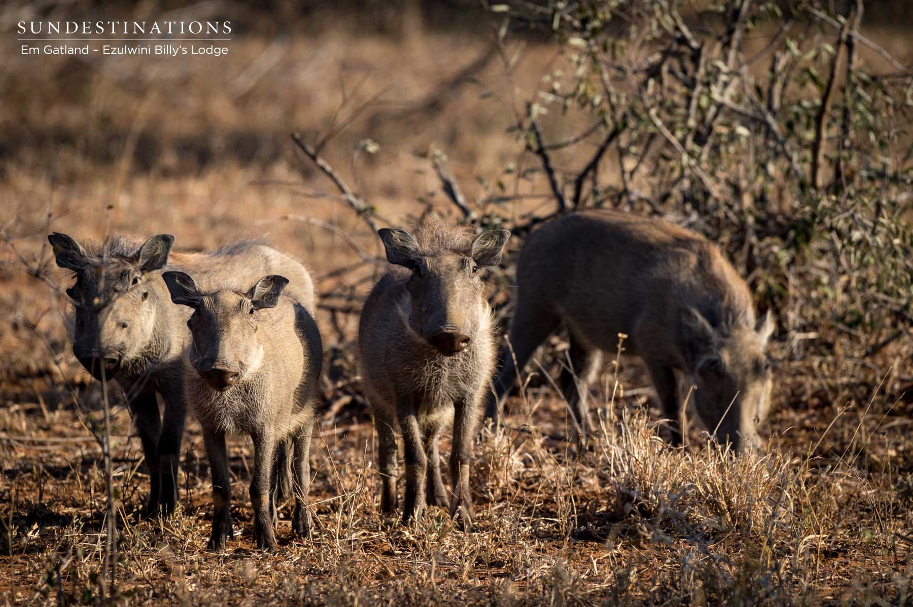 Sounder of Warthog Sounder of Warthog