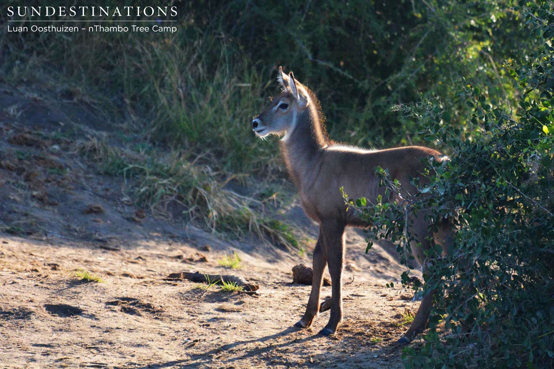 Young Waterbuck Calf nThambo
