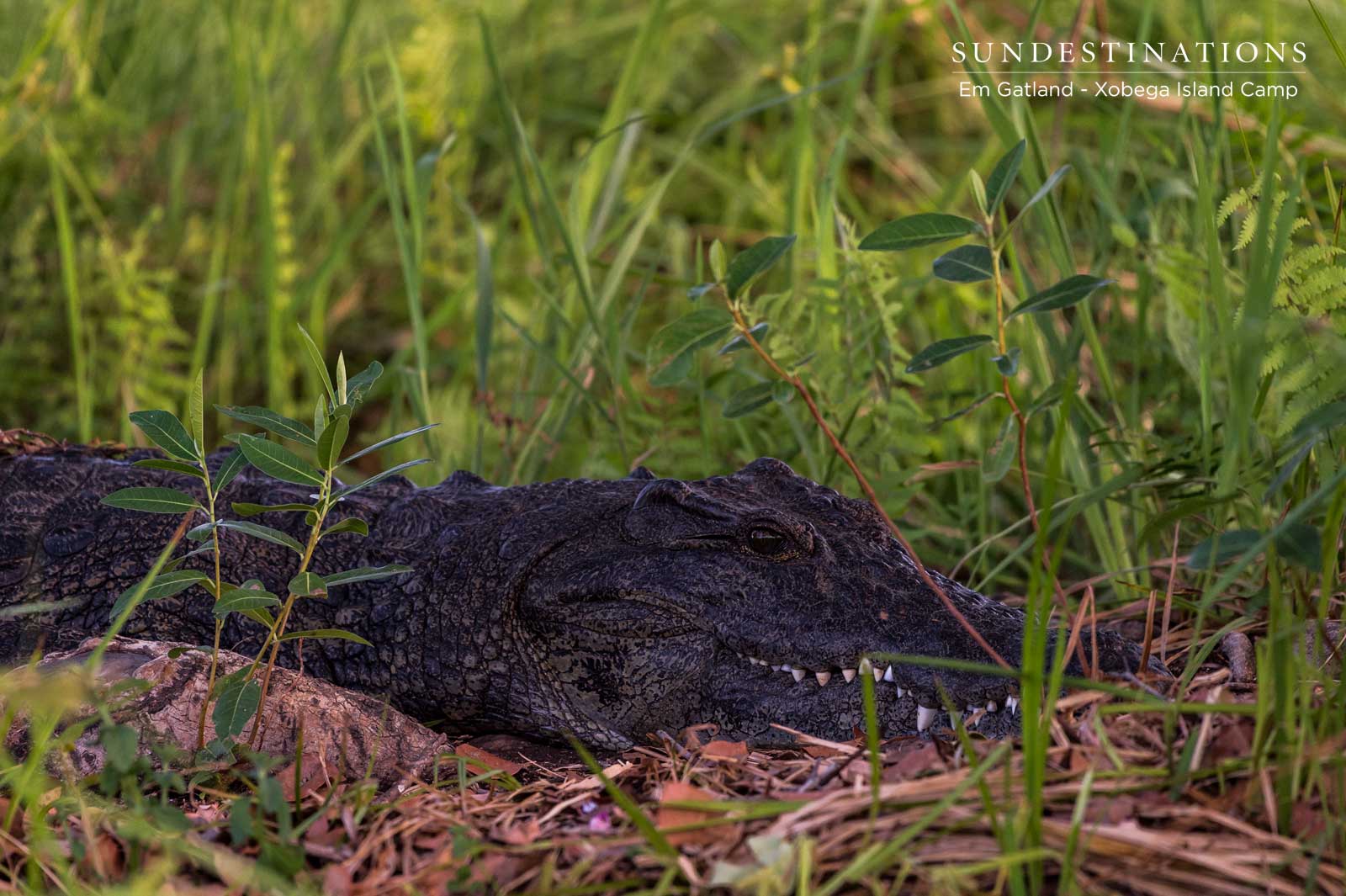 Xobega Crocodile