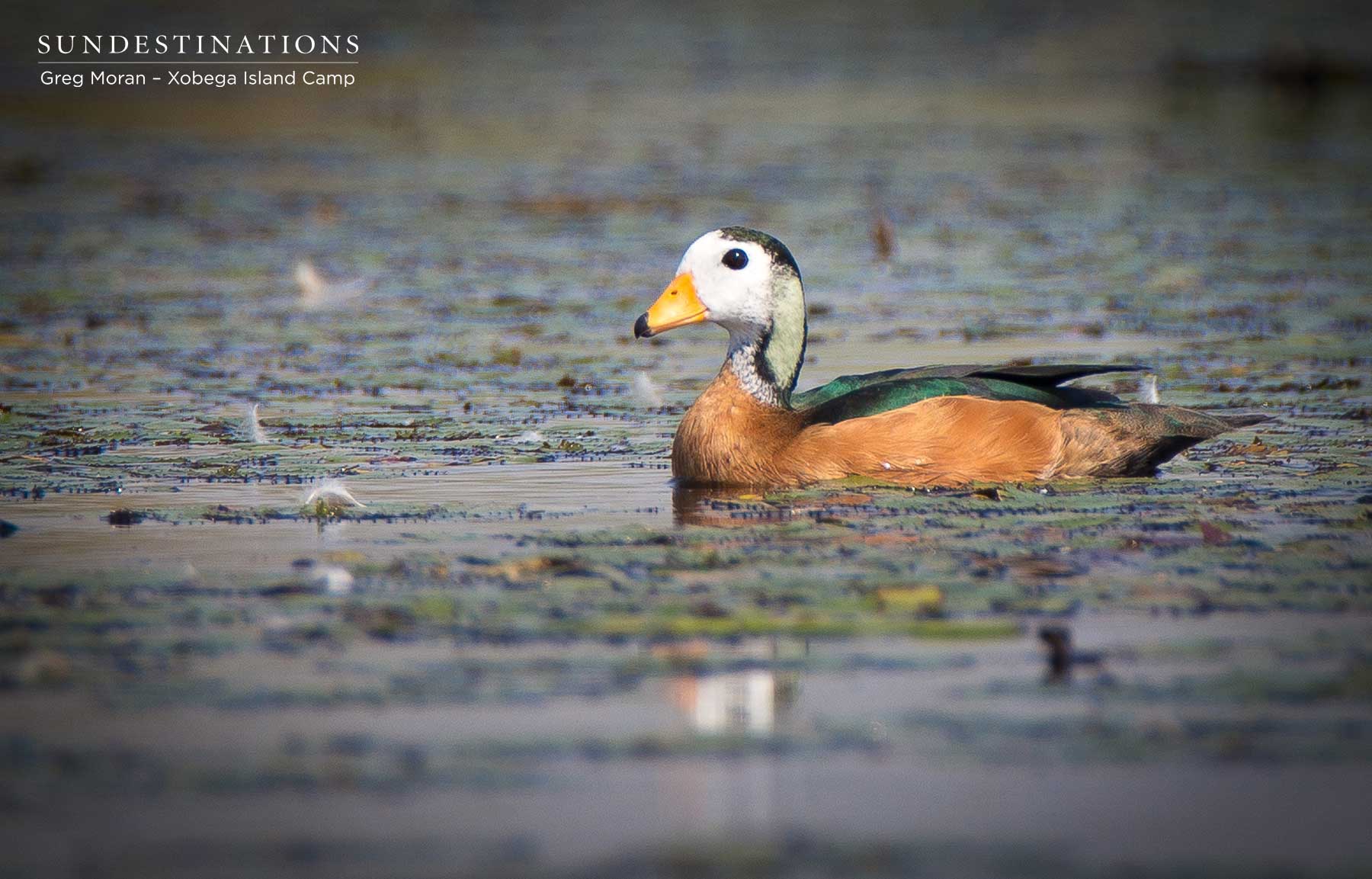 Duck at Xobega Duck at Xobega