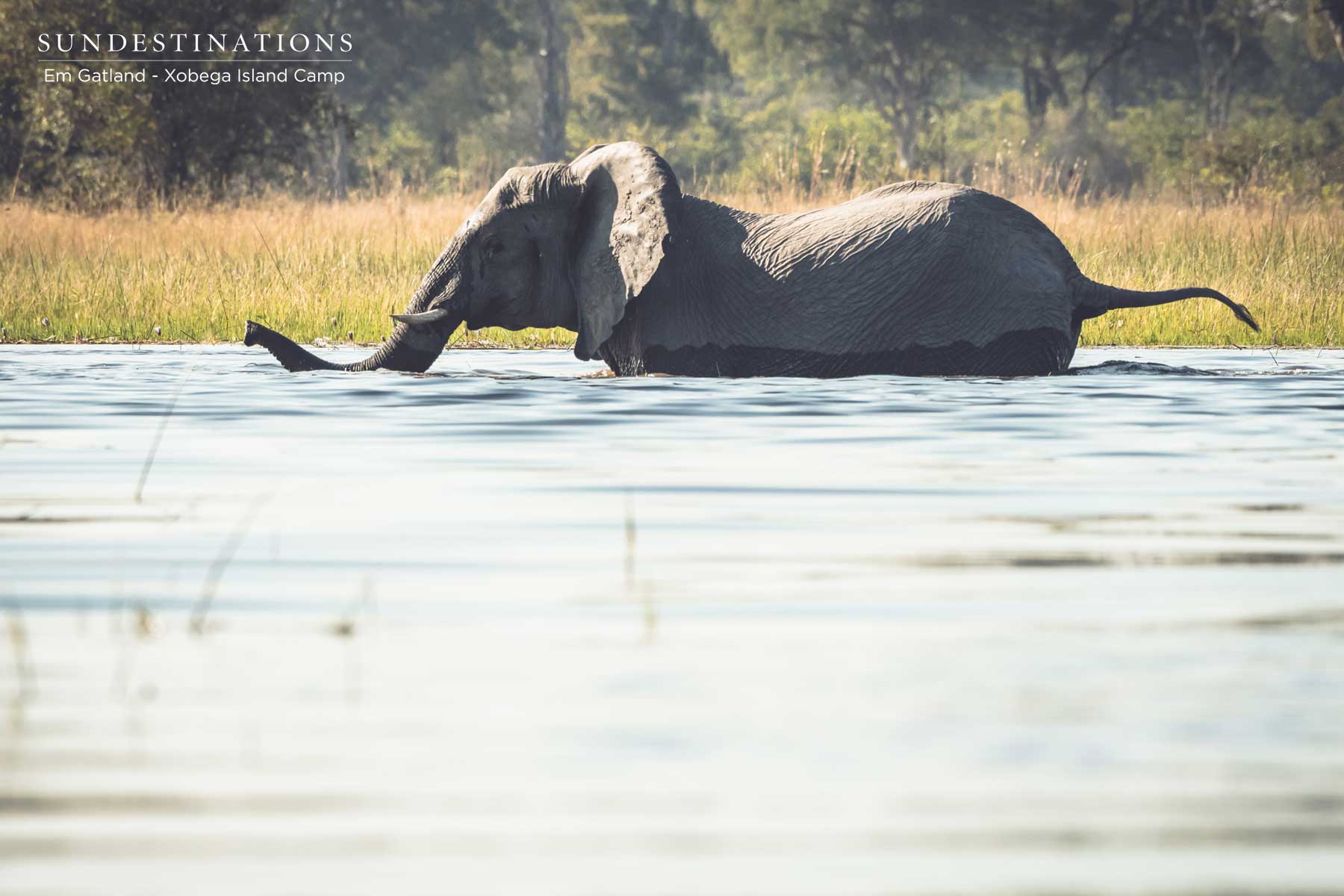 Elephant Okavango Delta