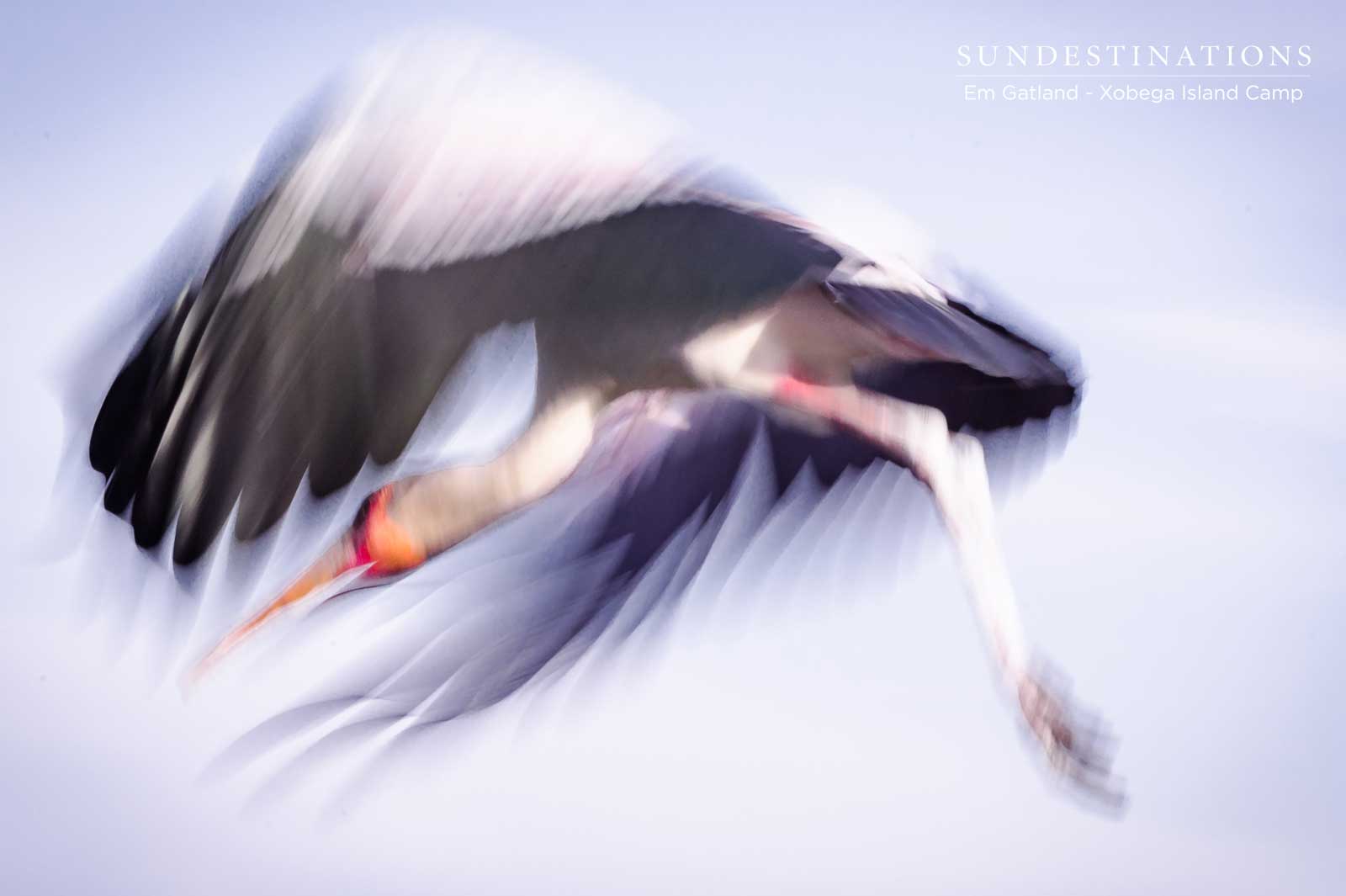 Yellow Billed Stork Xobega