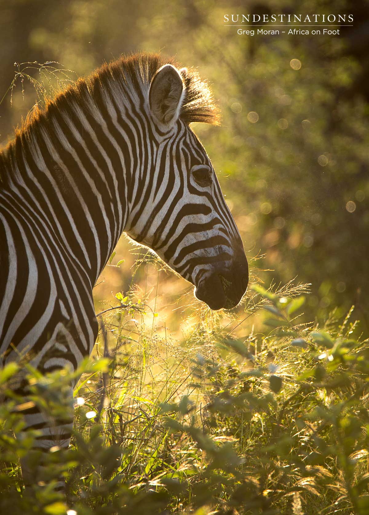 Zebra Africa on Foot