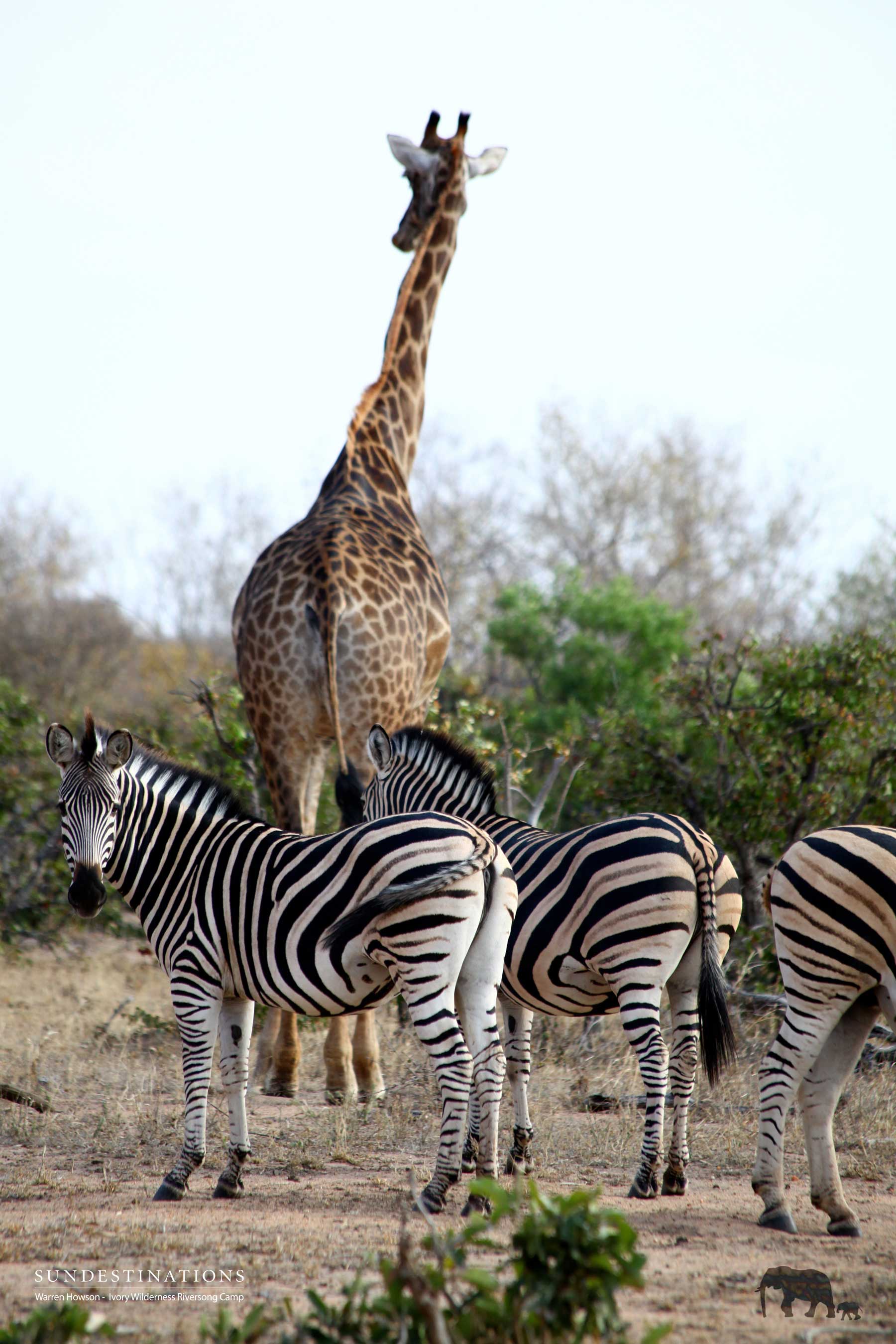 Zebra and Giraffe Ivory Wilderness Zebra and Giraffe Ivory Wilderness