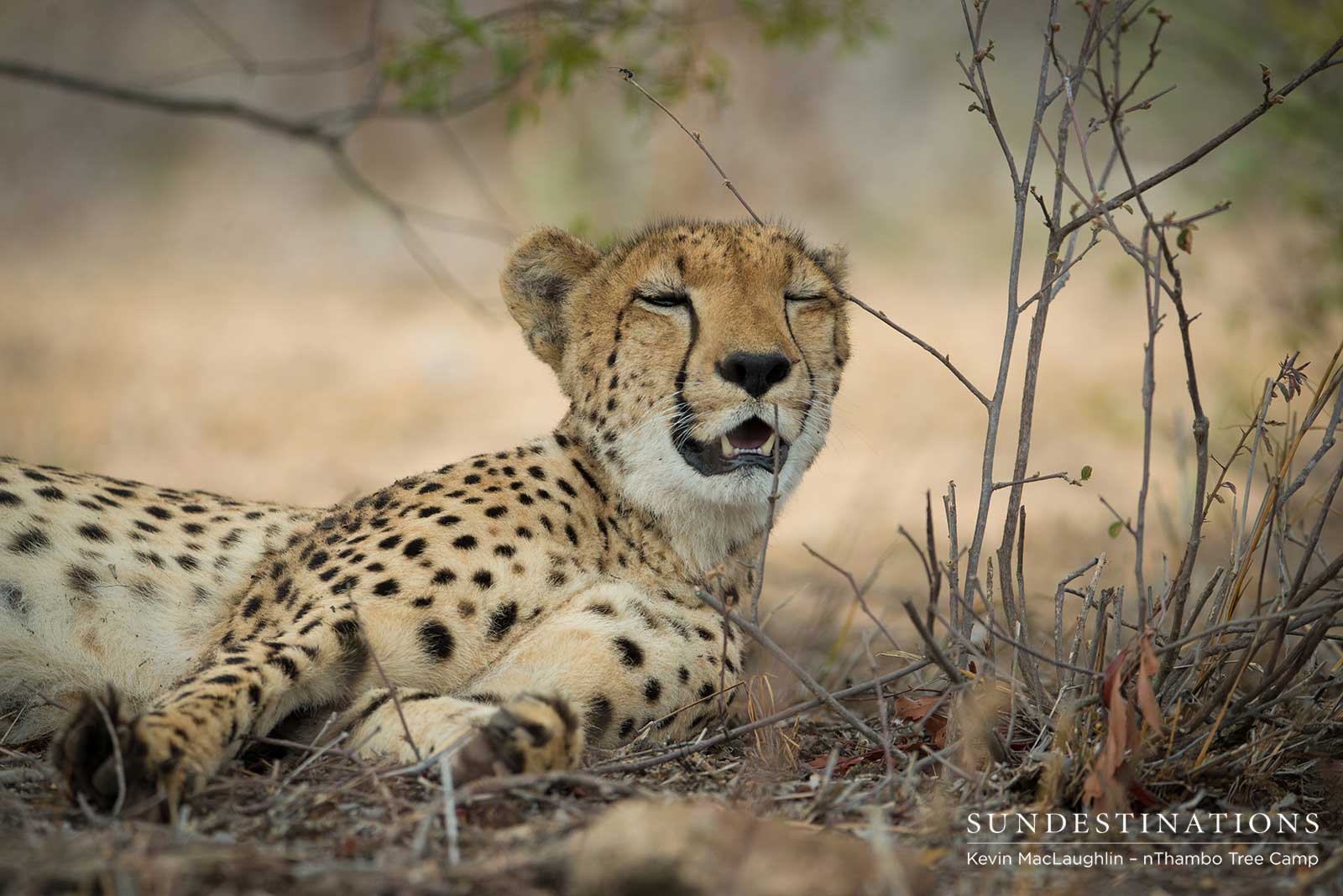 nThambo Tree Camp Cheetah
