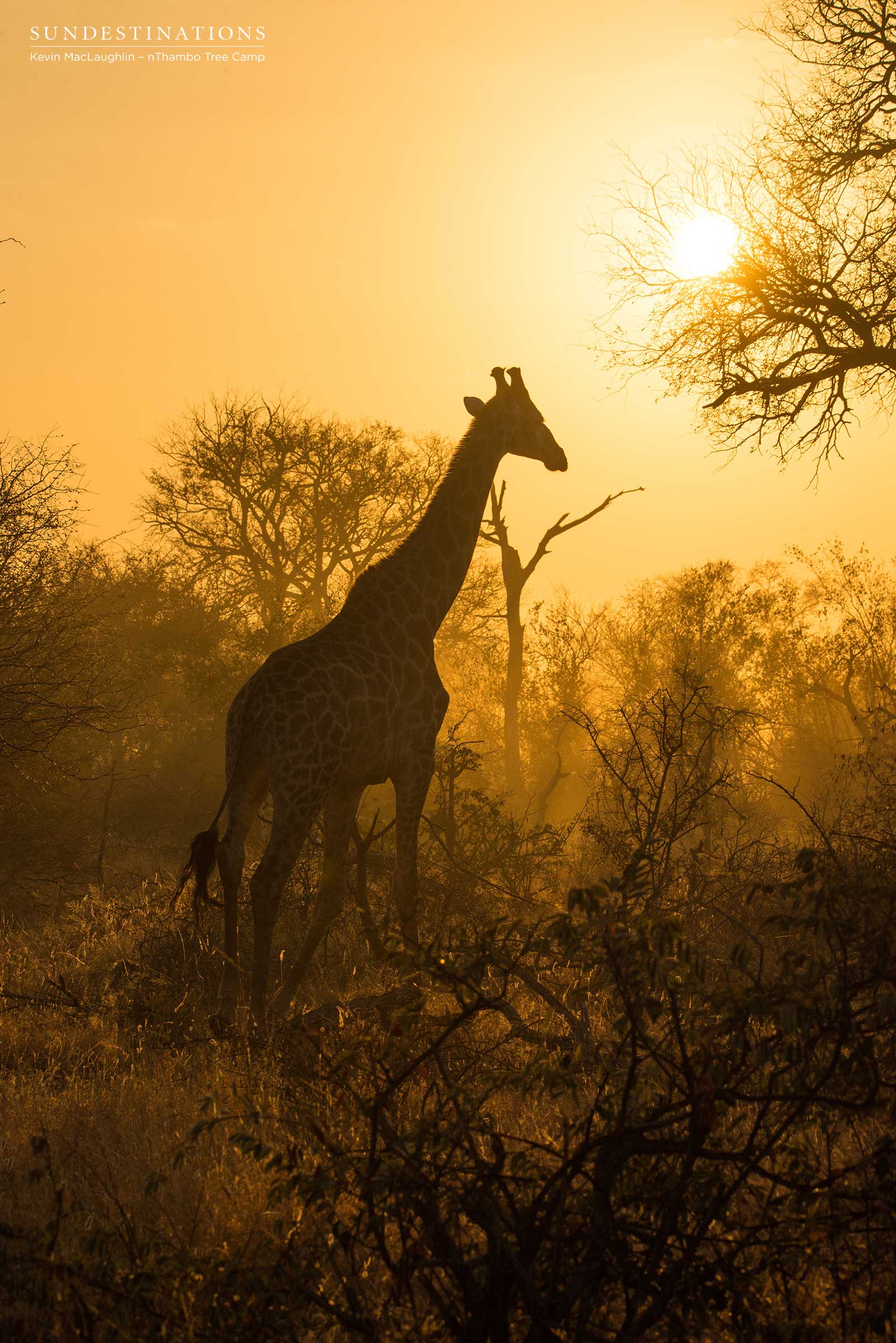 Giraffe in the Hazy Golden Light Giraffe in the Hazy Golden Light