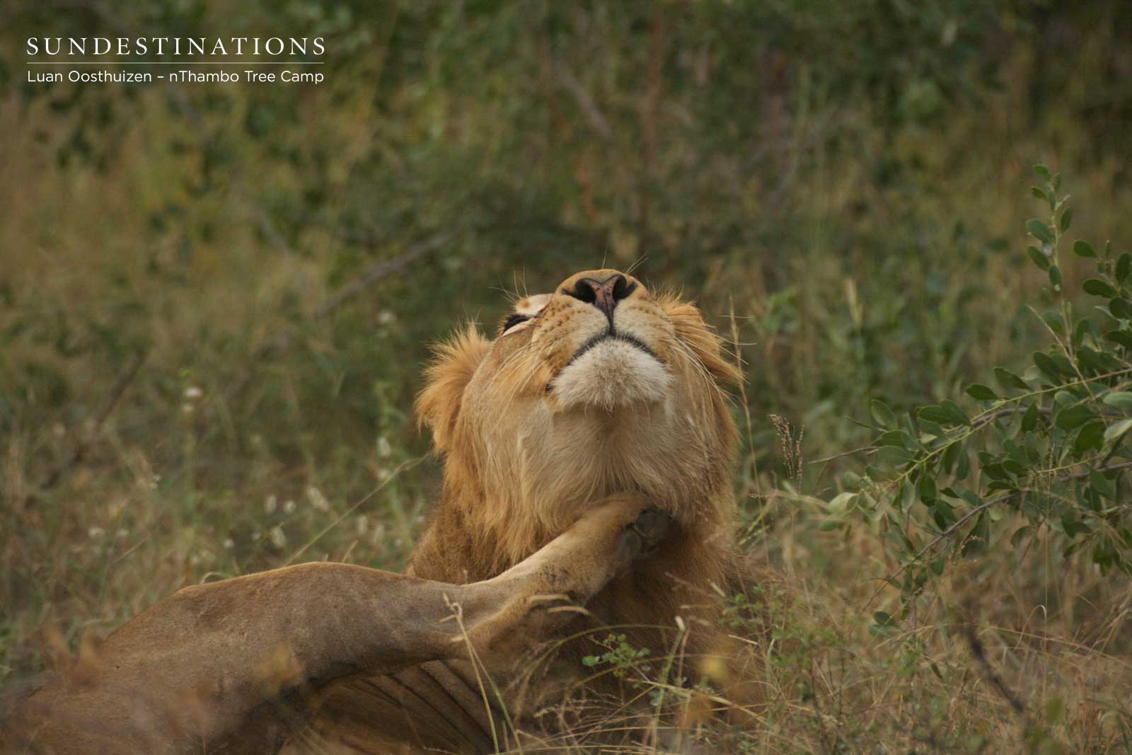 nThambo Tree Camp Lion