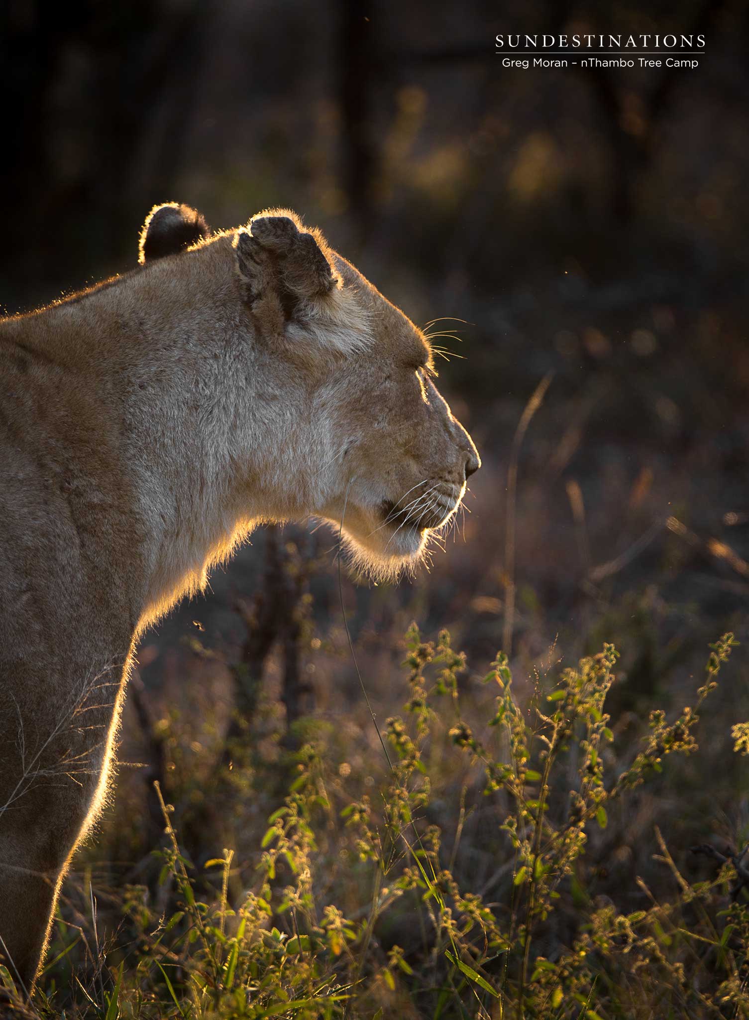 Ross Pride Lionesses