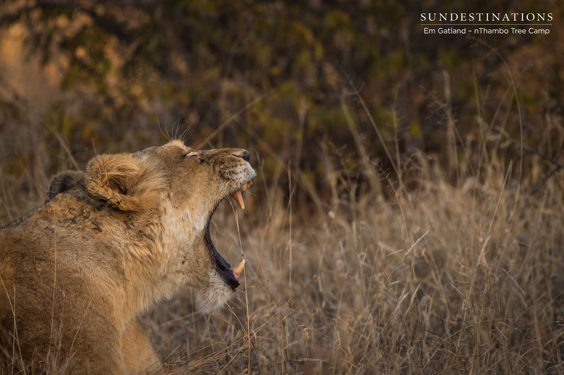 Ross Pride Breakaway Lioness Ross Pride Breakaway Lioness
