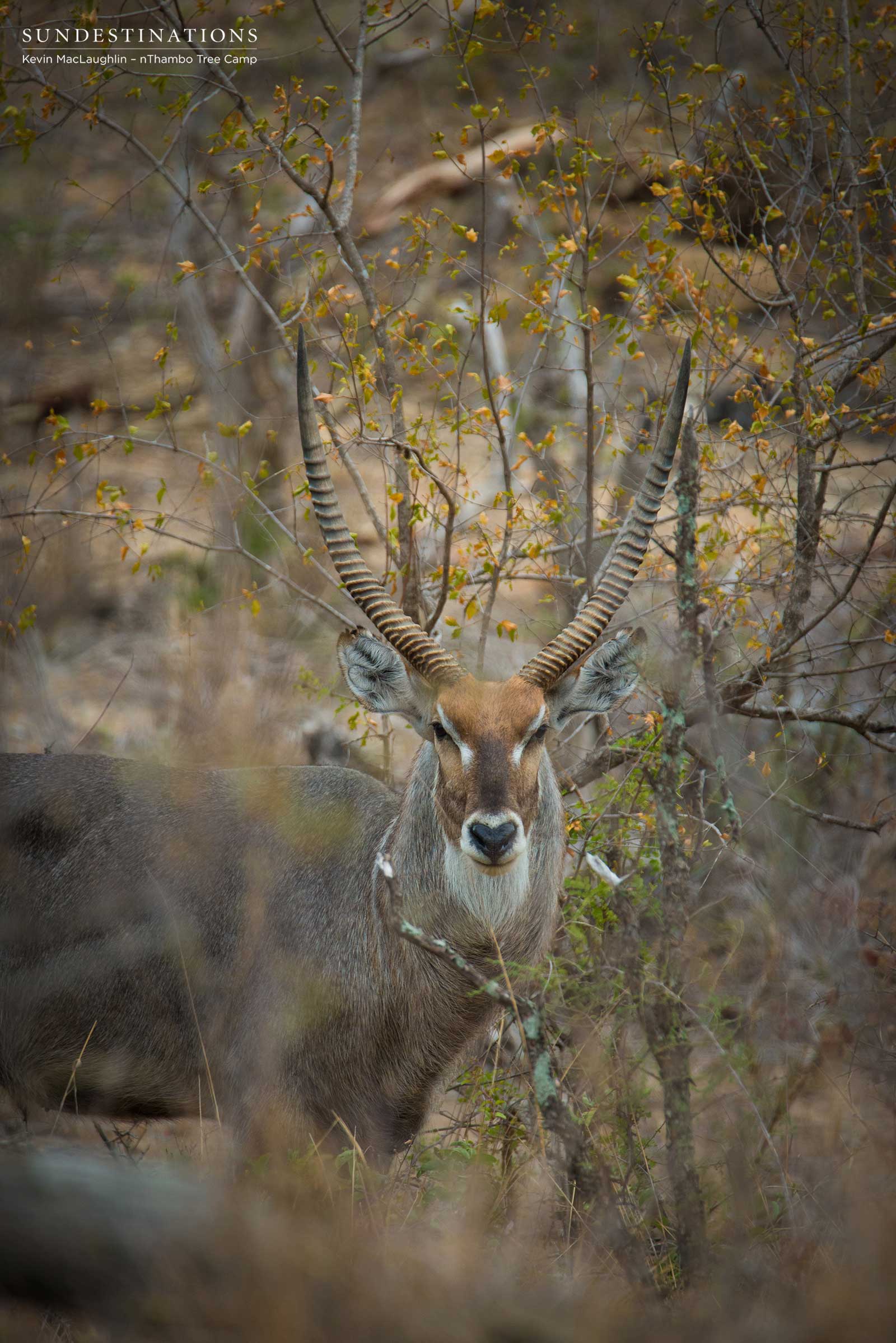 nThambo Tree Camp Waterbuck