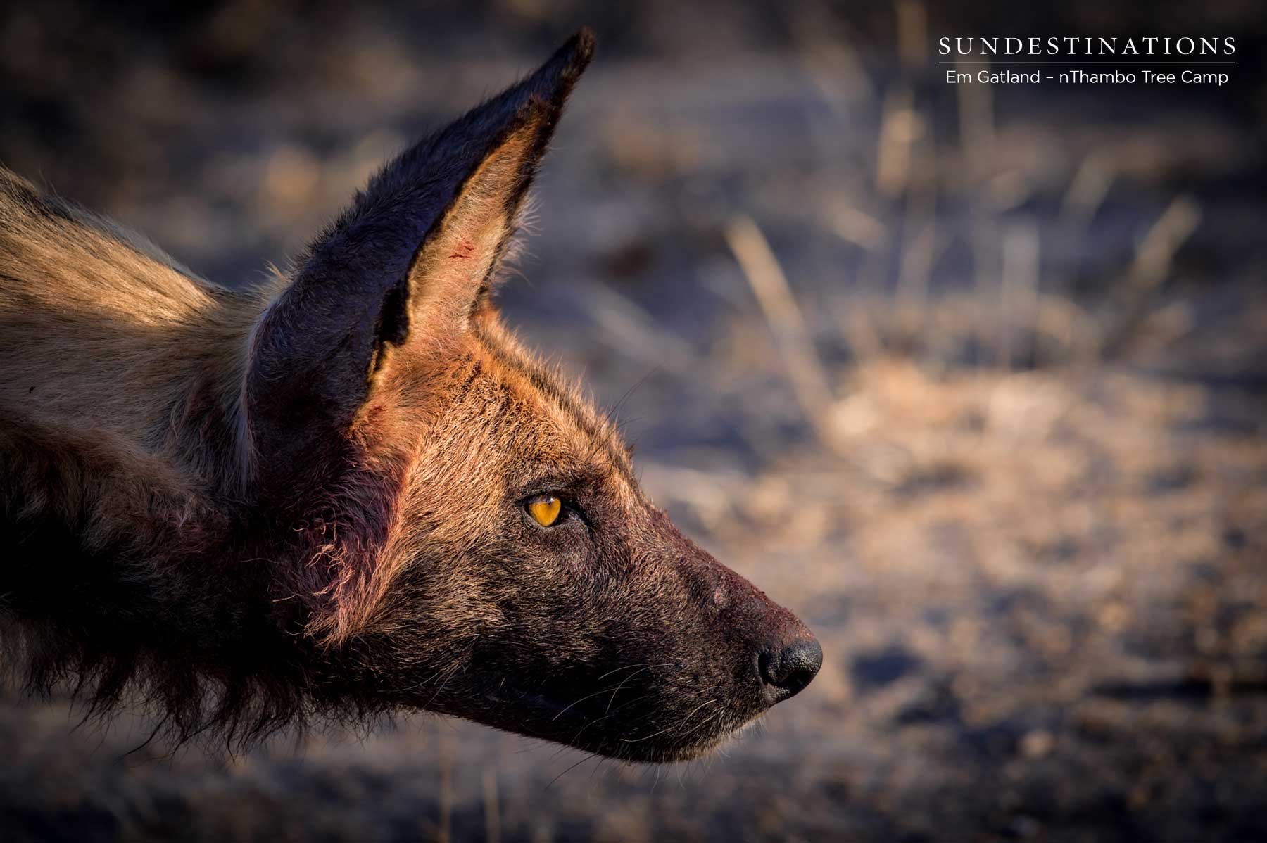 African Wild Dogs Klaserie African Wild Dogs Klaserie