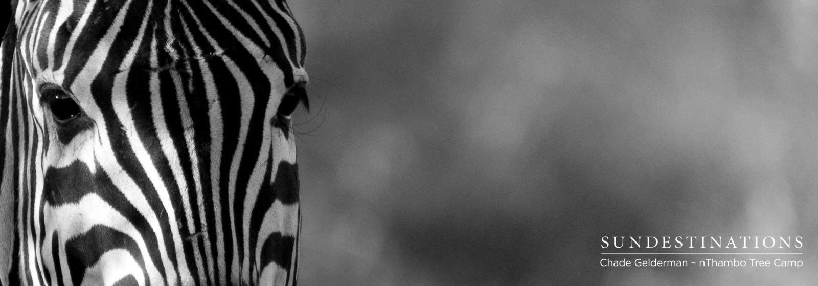 nThambo Tree Camp Zebra