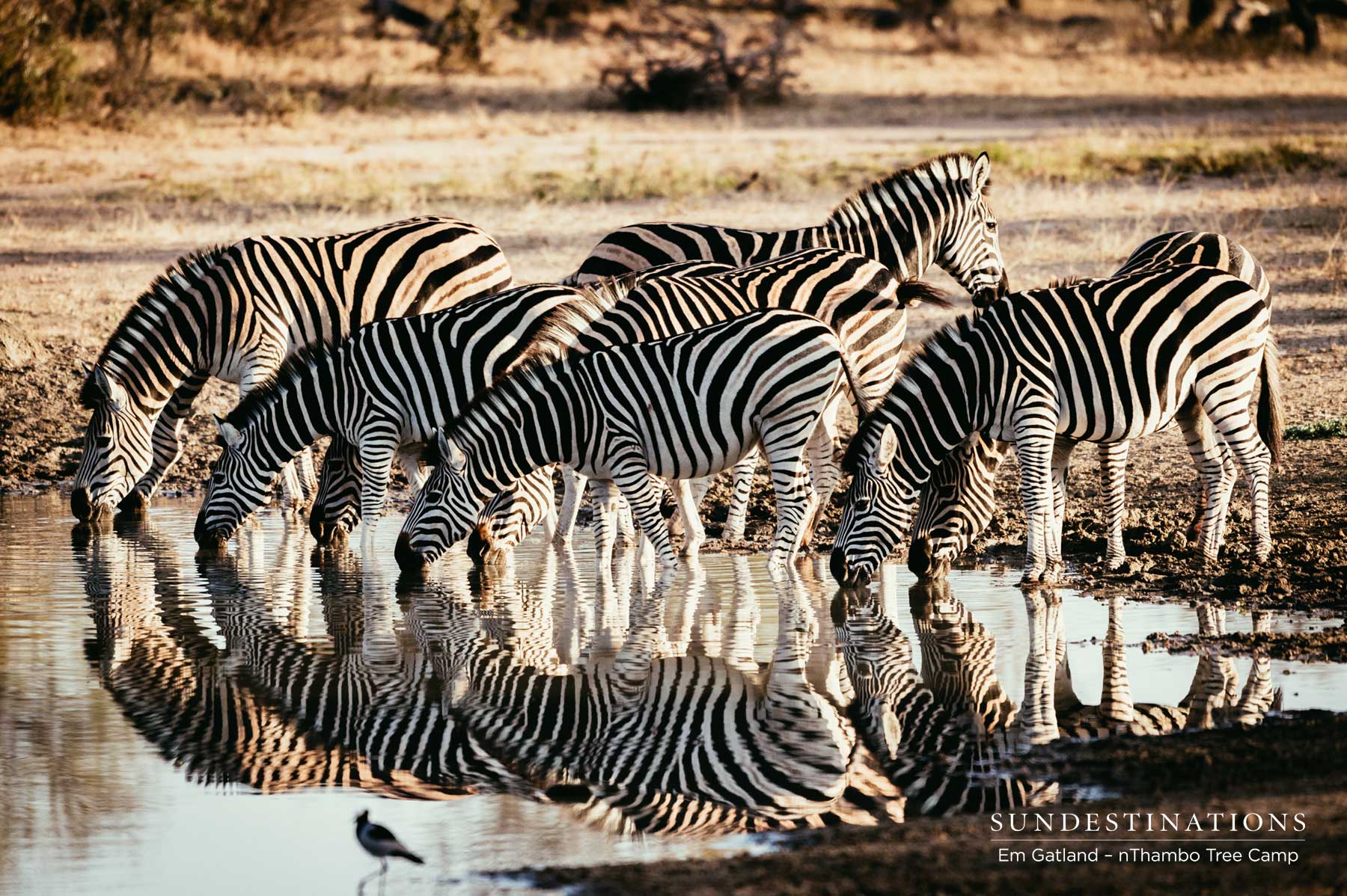 Zebra nThambo Tree Camp Zebra nThambo Tree Camp