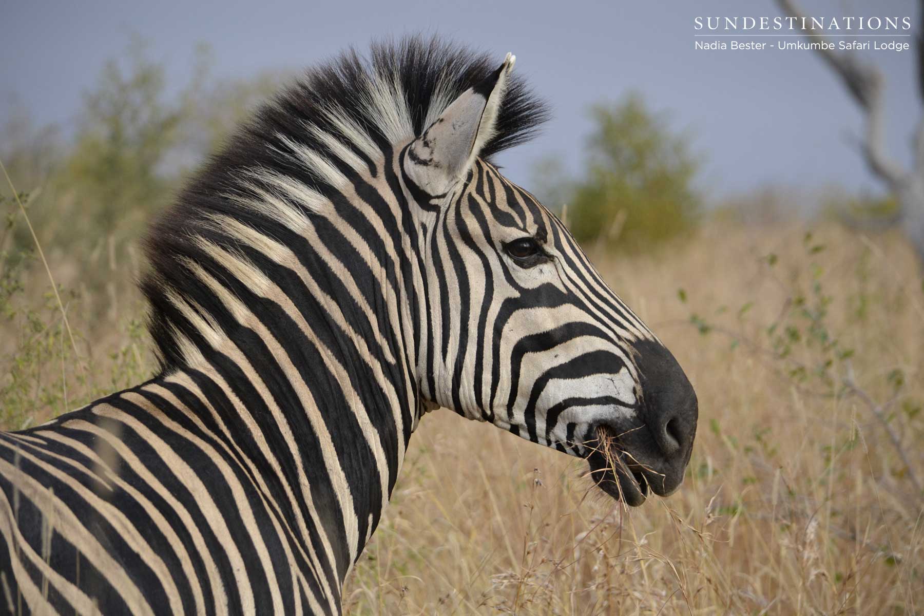 Zebra Foal in Umkumbe Zebra Foal in Umkumbe
