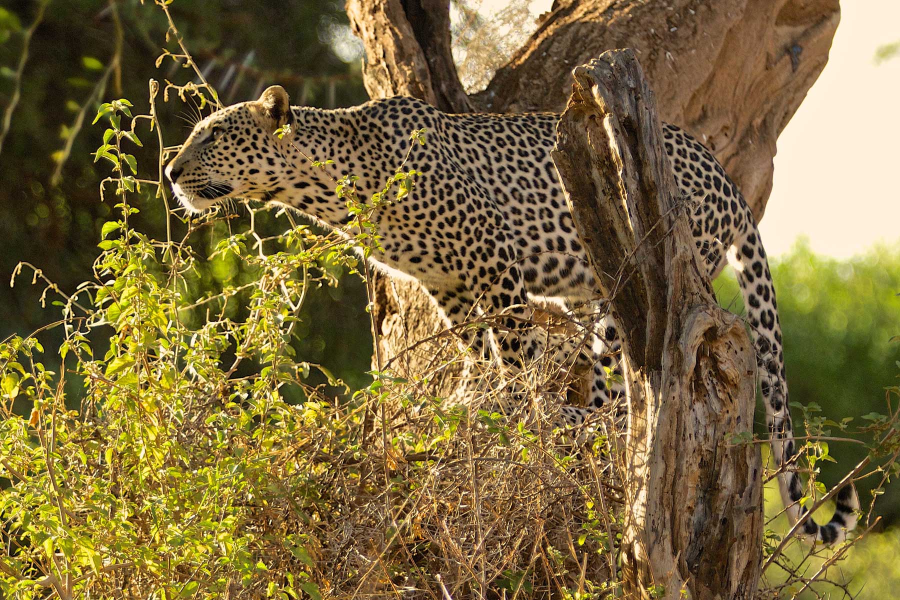 Warren Samuels Leopard Jumping