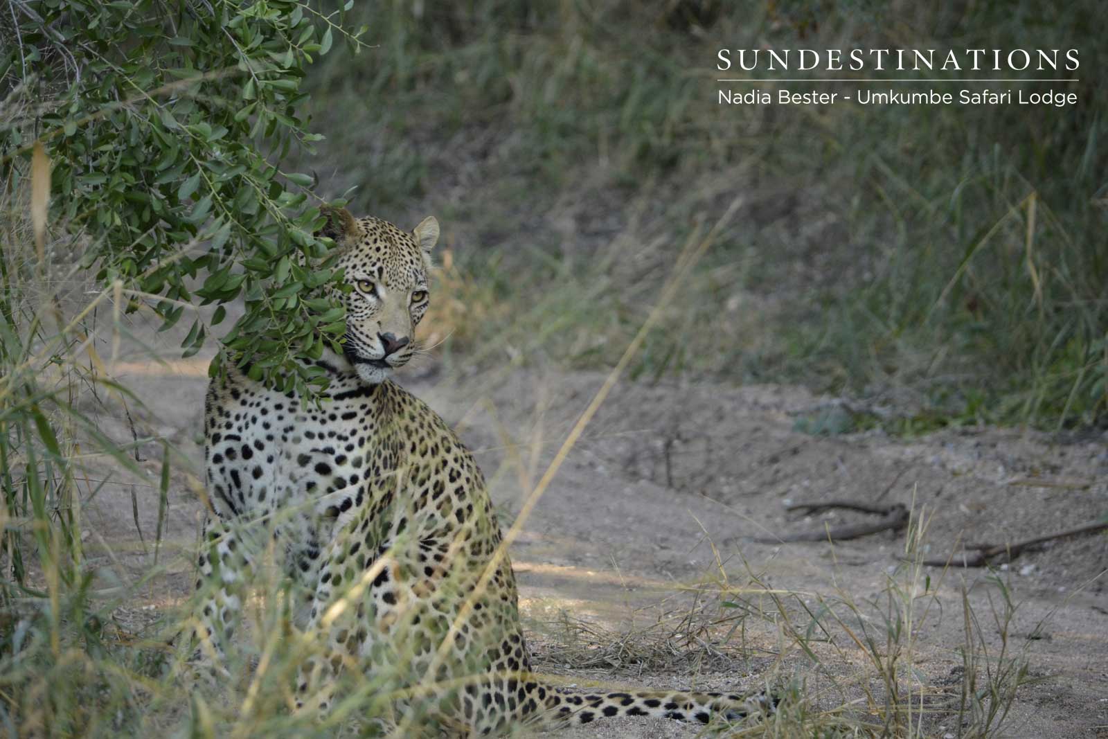 Male Leopard Cub White Dam