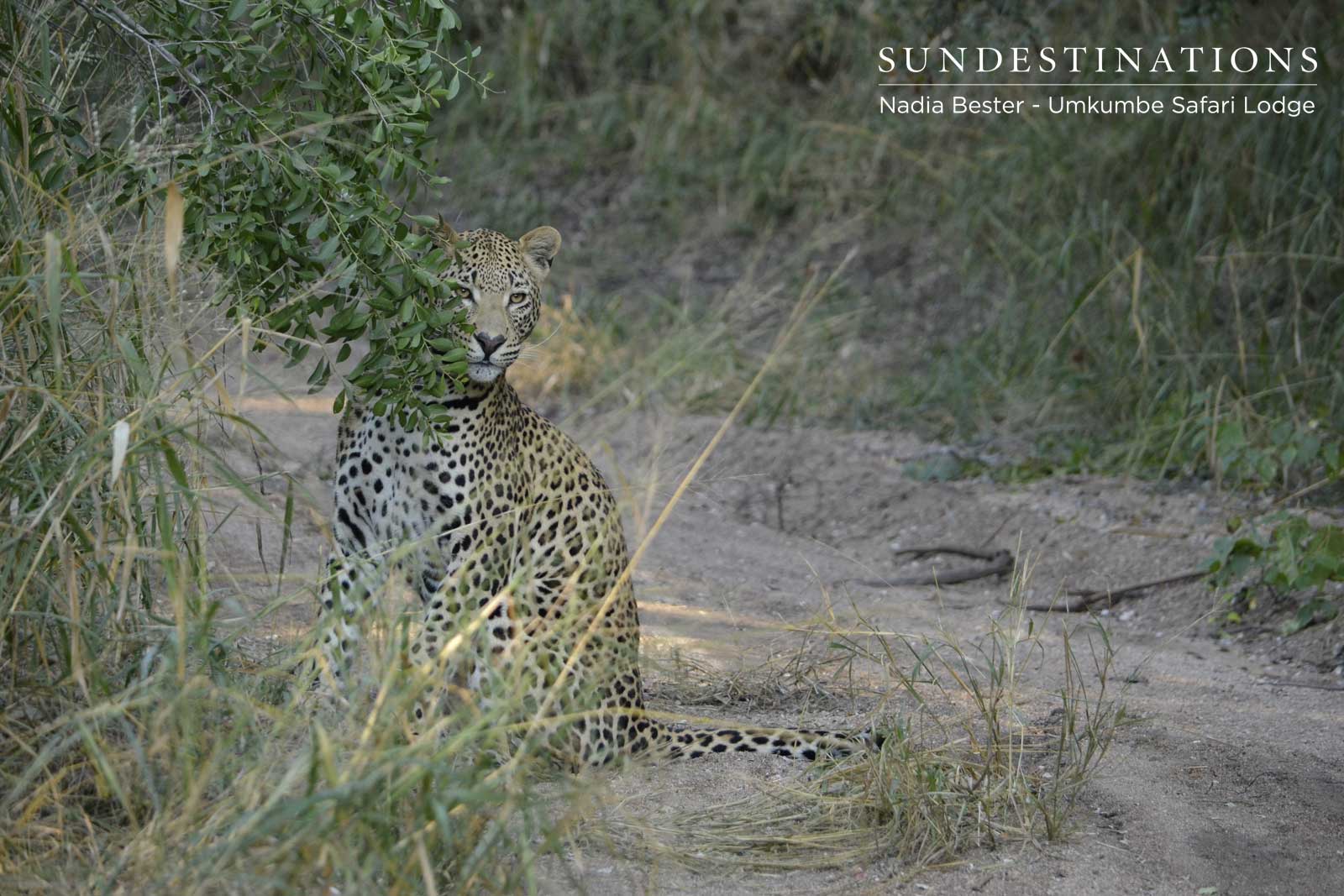 White Dam Young Male Cub