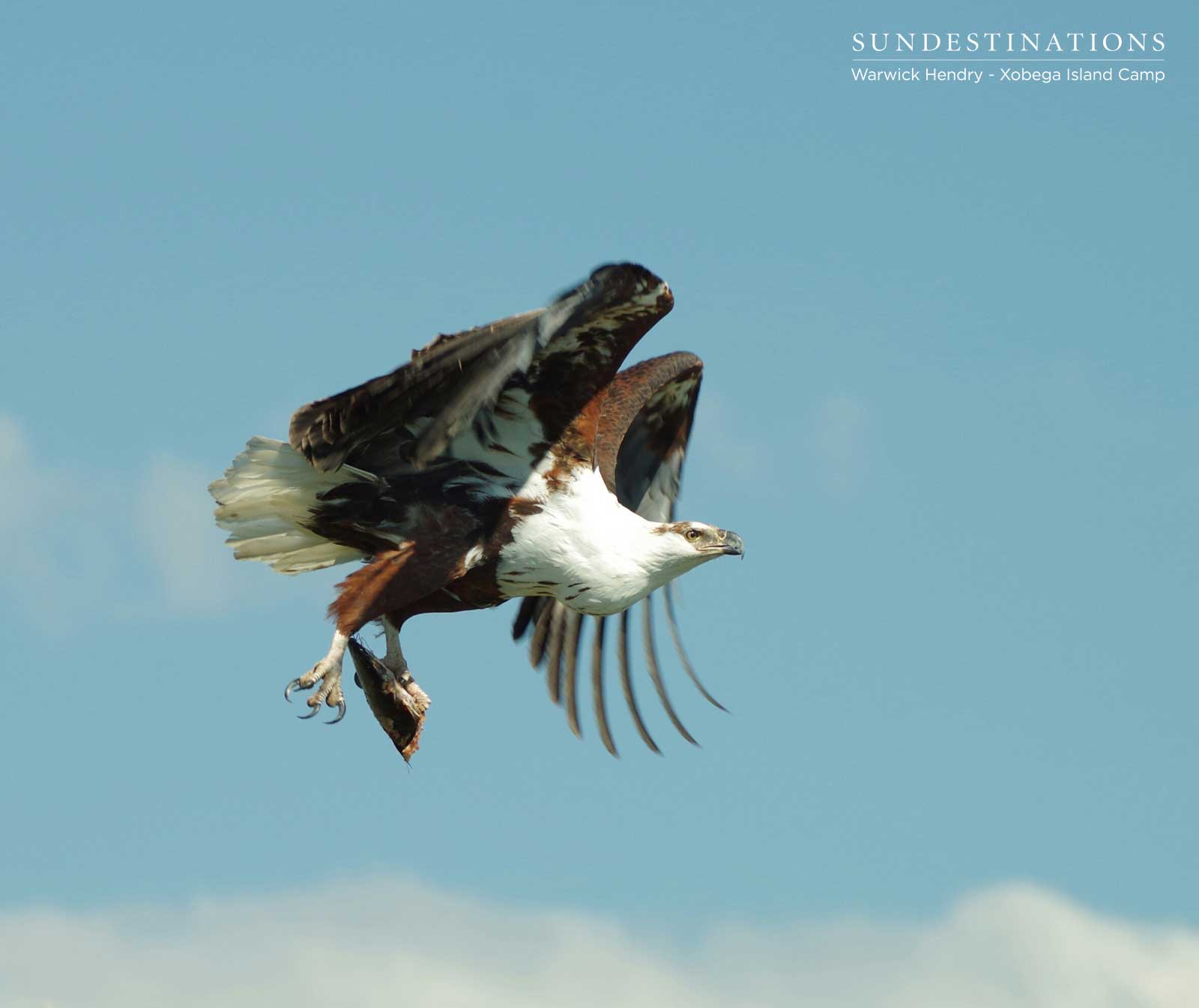 Juvenile African Fish Eagle