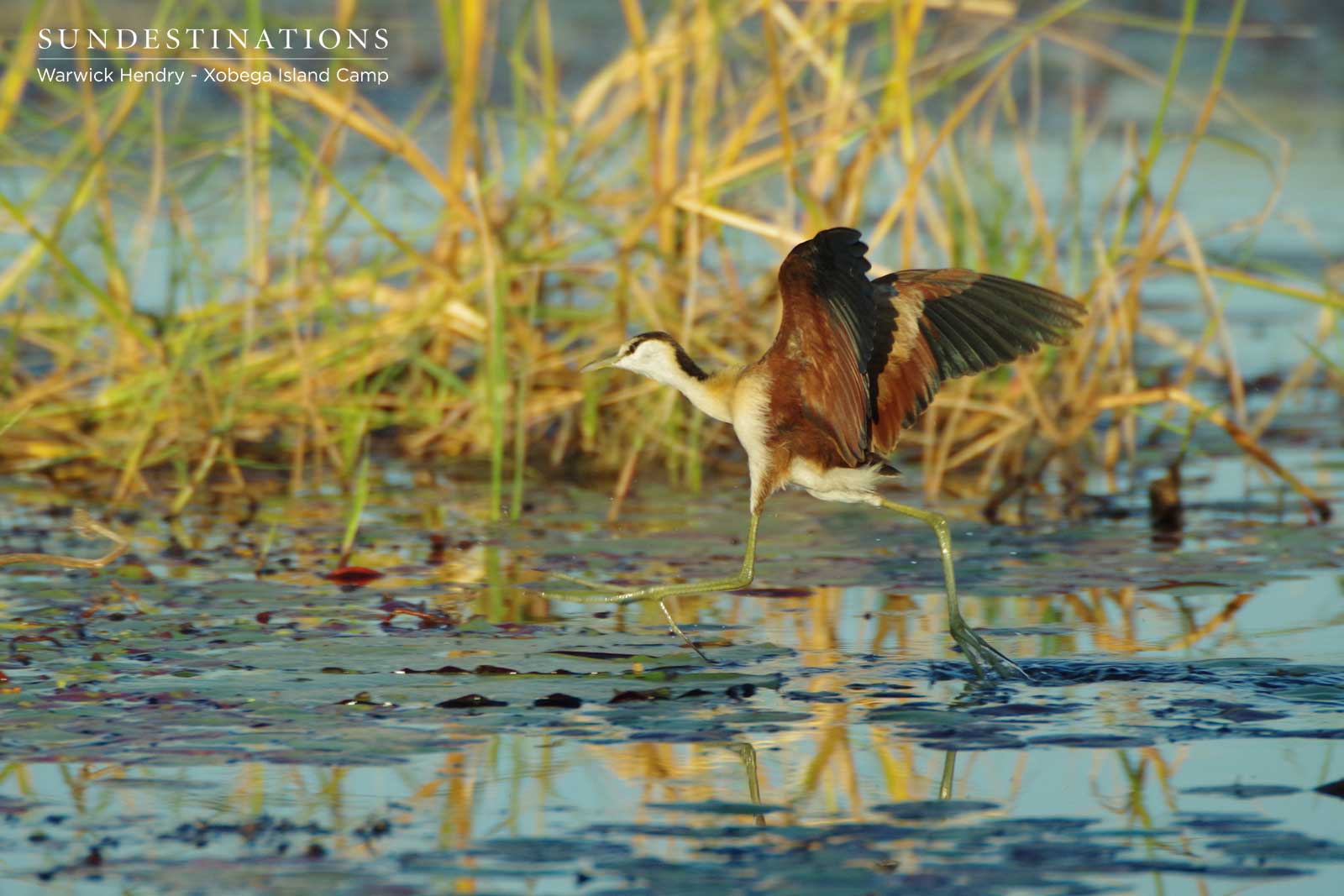 African Jacana Wader