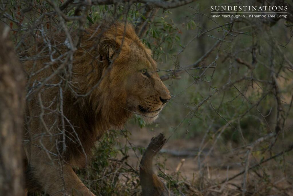 nThambo Lion Sighting