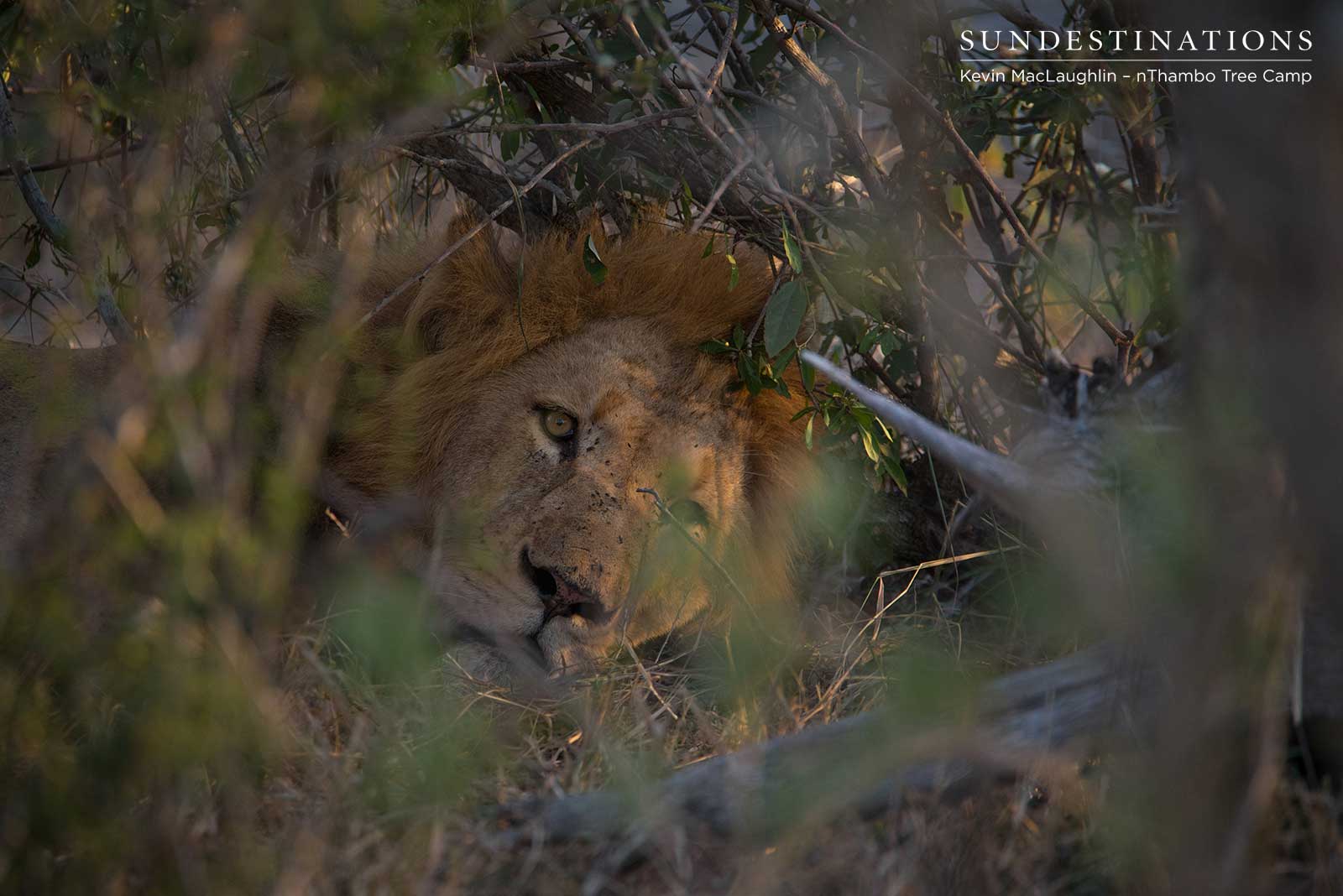 nThambo Lion Sumatra