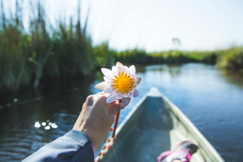 Okavango Delta Lily