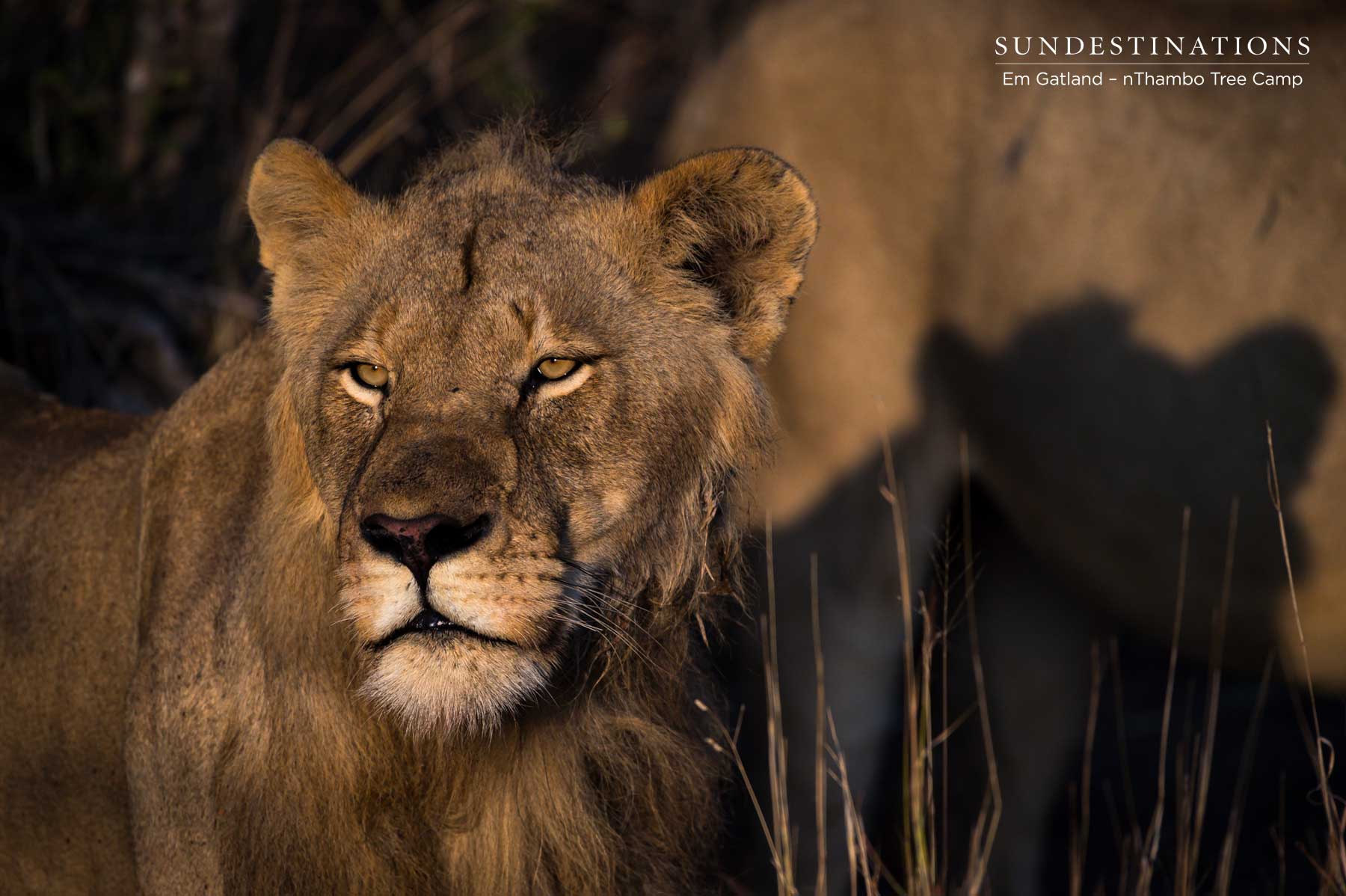 Mbiri Youngster Klaserie