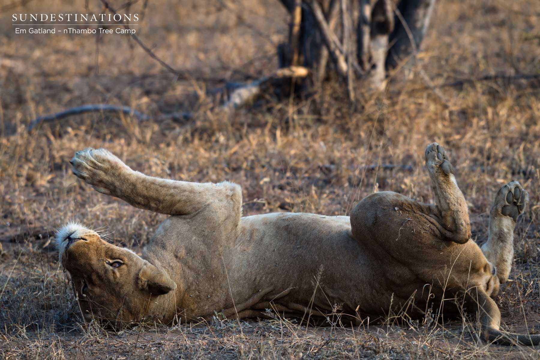 Lionesses Mbiri 
